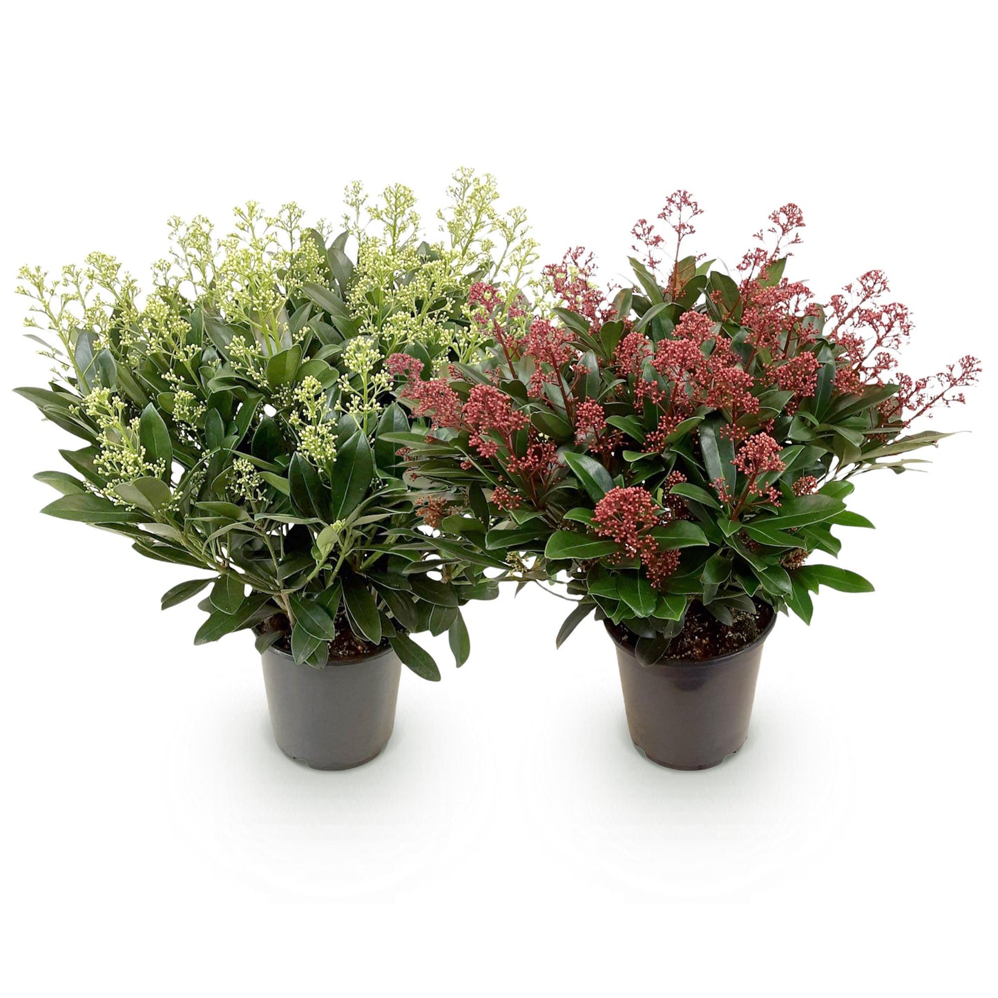 GreenboutiQ - Terrassenpflanze - Skimmia japonica Duo - Blüte Weiß & Rot - 40+ Blüten - 2 Pflanzen - Winterhart - Topf 19cm Höhe 60cm