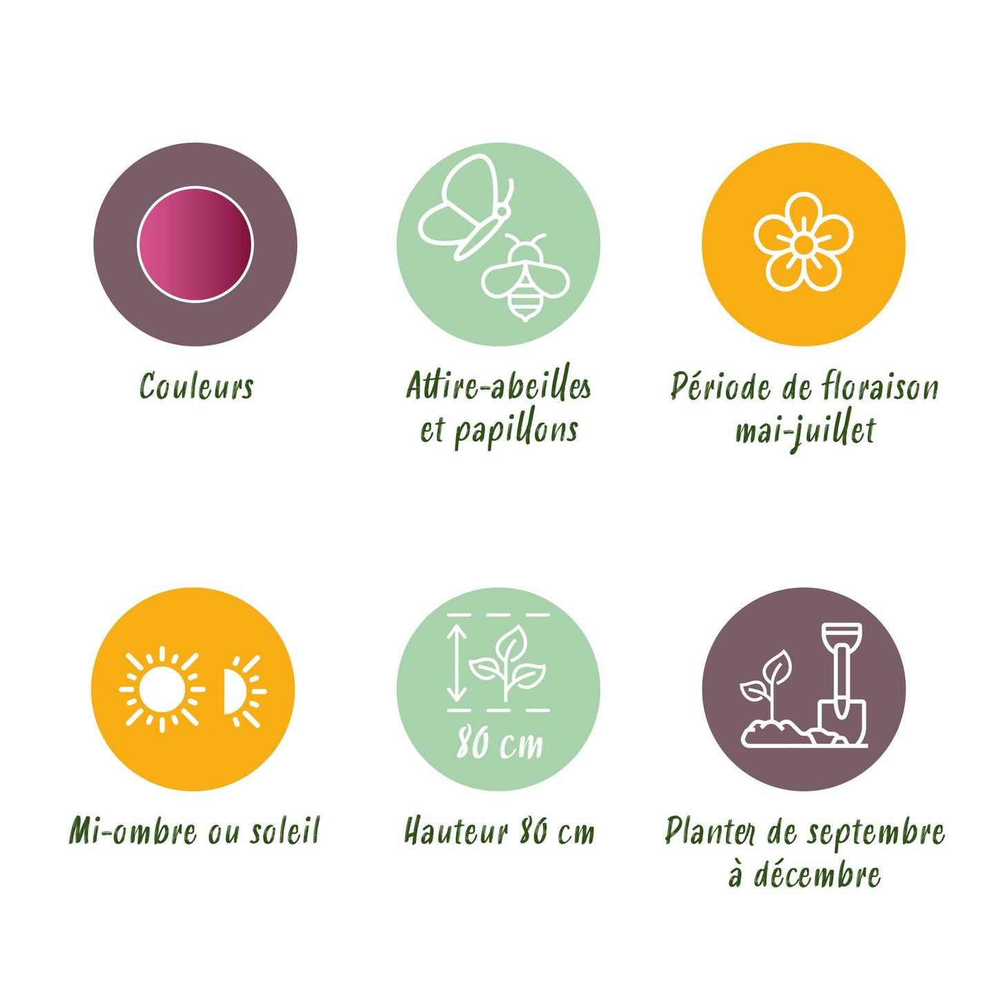 GreenboutiQ - Blumenzwiebeln - Allium Sphaerocephalon - Farbe Lila - 100 Stück - Zwiebelgröße 5/6 - XXL Pack