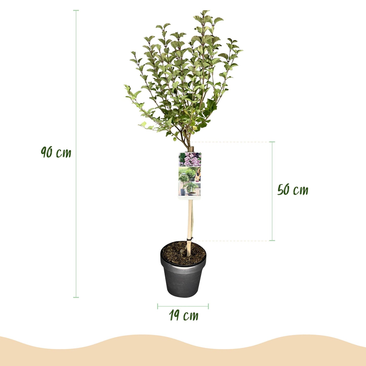 GreenboutiQ - Stamm-Pflanze - Syringa meyeri Palibin - Terrassenpflanze - Laubabwerfend - Winterhart - Lila Blüte - Topf 19cm Höhe 90cm