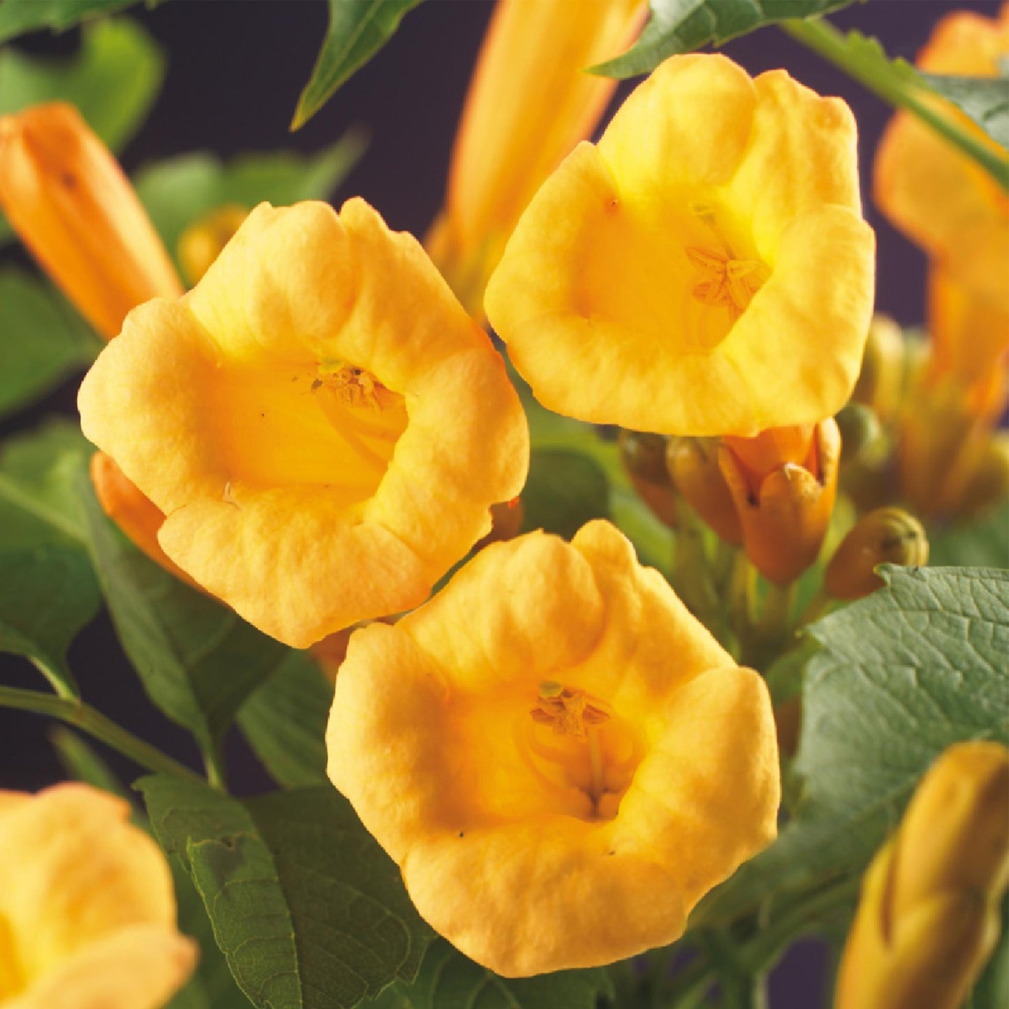 Green boutiQ - Trompetblume - Campsis radicans Flava - Blüte Gelb - Wenig Pflege - 2 Pflanzen - Topf 11cm Höhe 40cm
