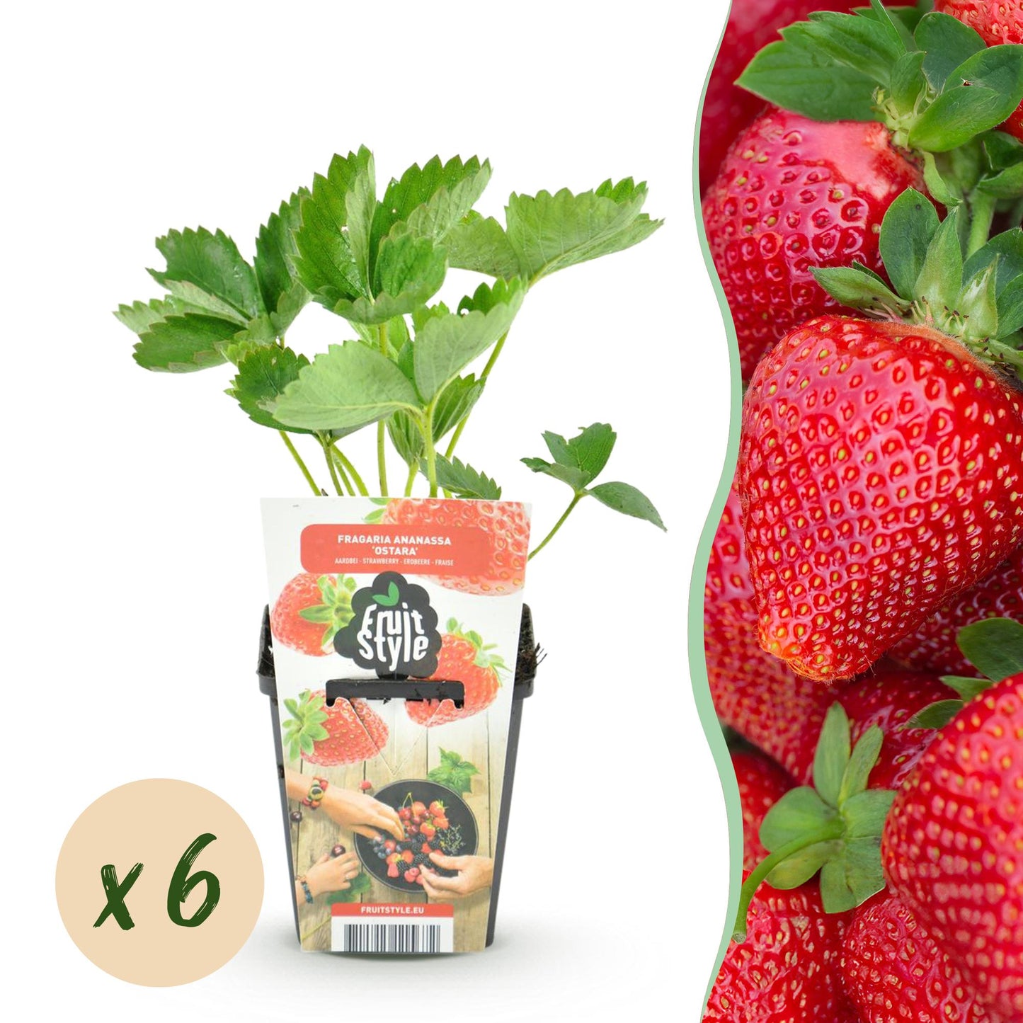 GreenboutiQ - Obstpflanzen - Erdbeere - Fragaria Maxim - Winterhart - 6 Pflanzen - Topf 9 cm - Rote Erdbeere