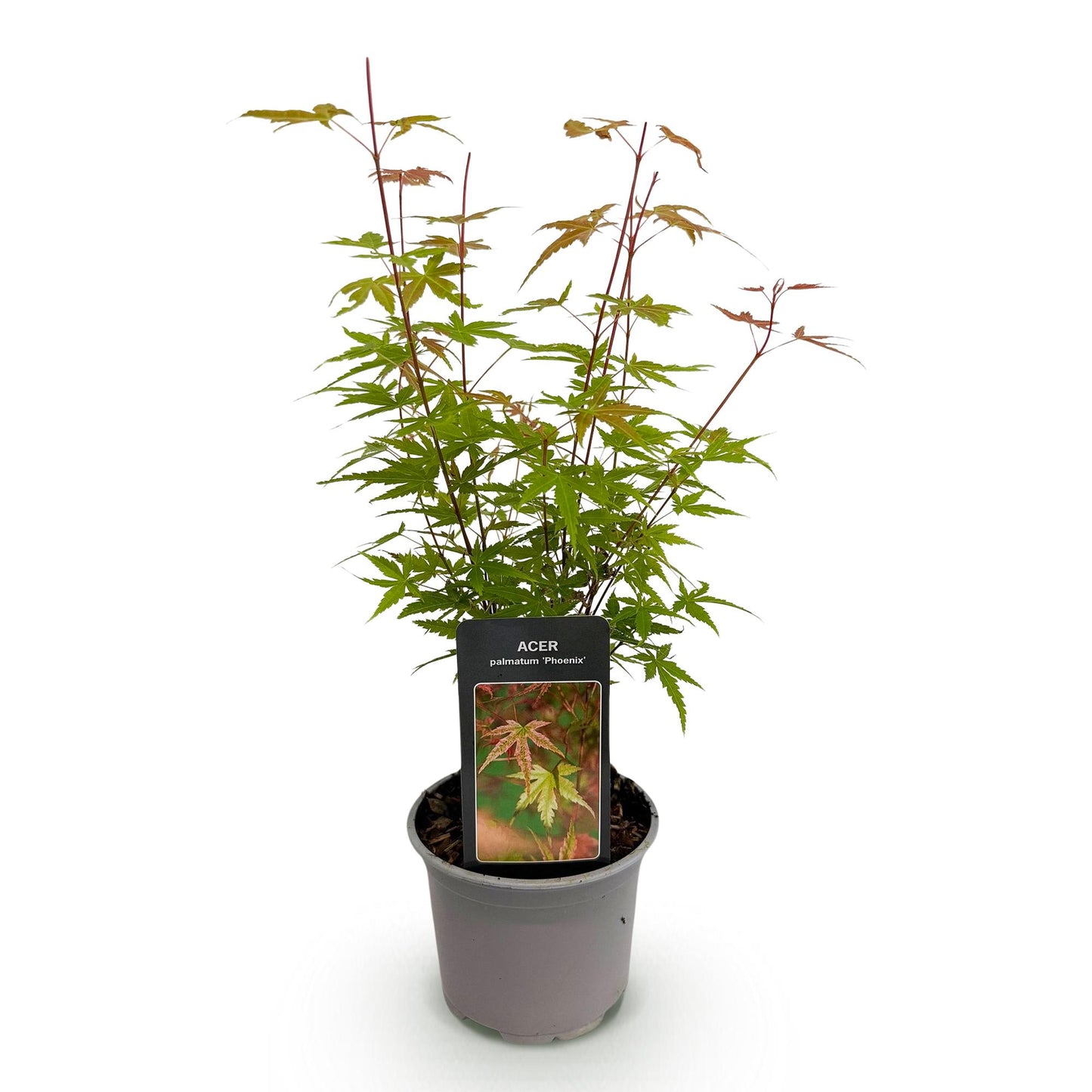 GreenboutiQ - Gartenpflanze - Acer palmatum Phoenix - Rosa - 1 Pflanze - Laubabwerfend - Wenig Pflege - Topf 12cm Höhe 35cm