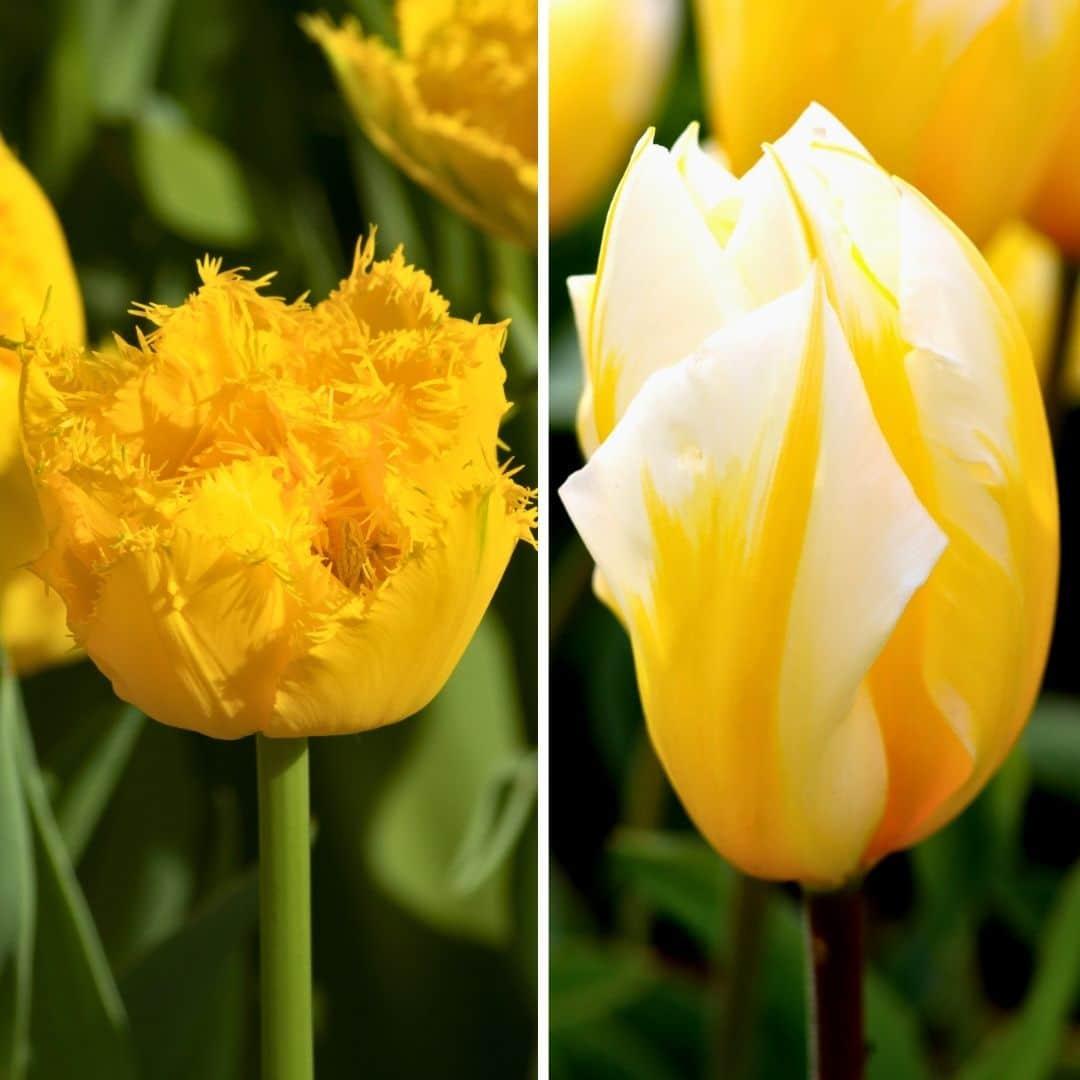 Flowerbulbs Amsterdam - Yellow Splash - 30 Blumenzwiebeln - Gr��e 12+