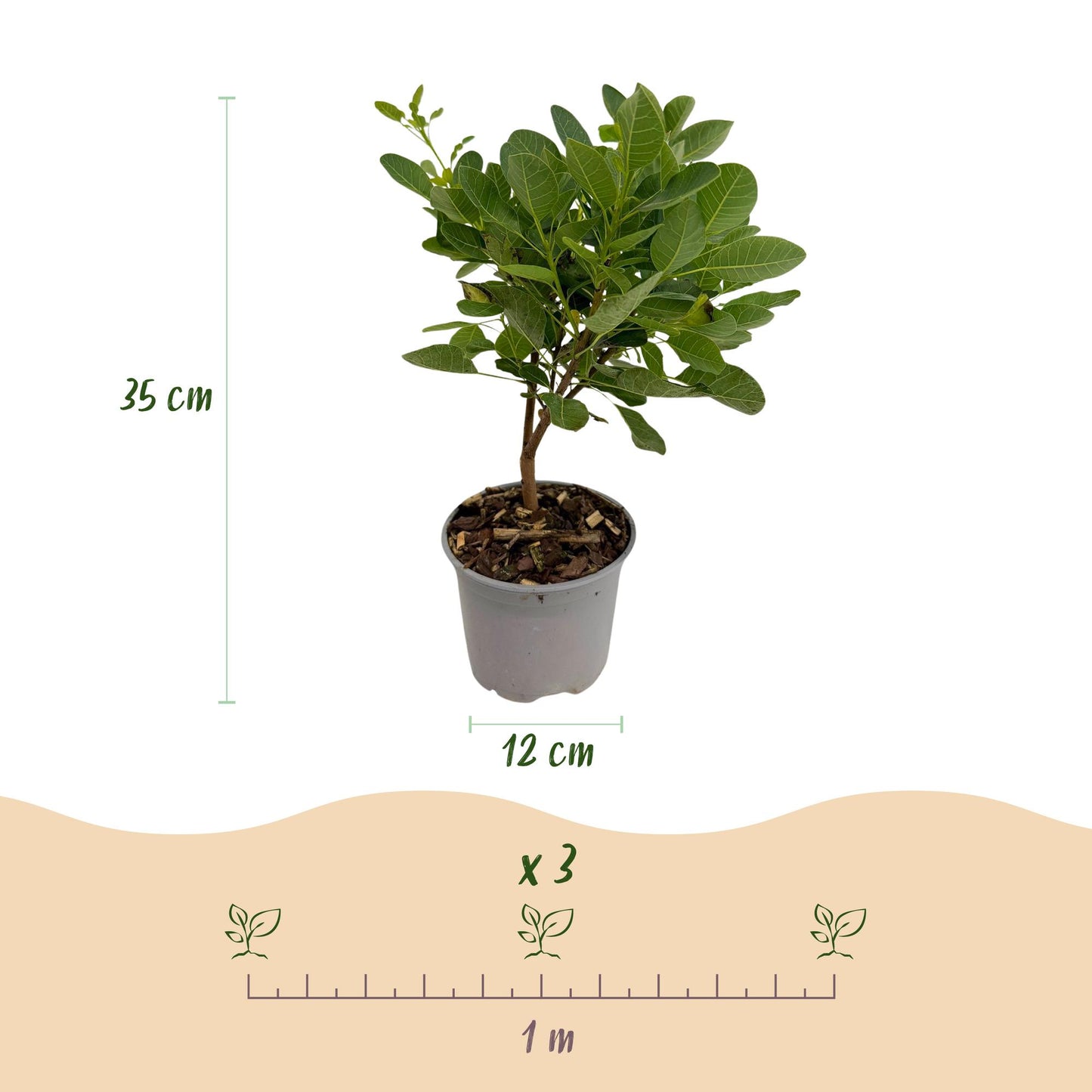 GreenboutiQ - Gartenpflanze - Cotinus coggyria Young Lady - Grün 1 Pflanze - Laubabwerfend - Wenig Pflege - Topf 12cm Höhe 35cm
