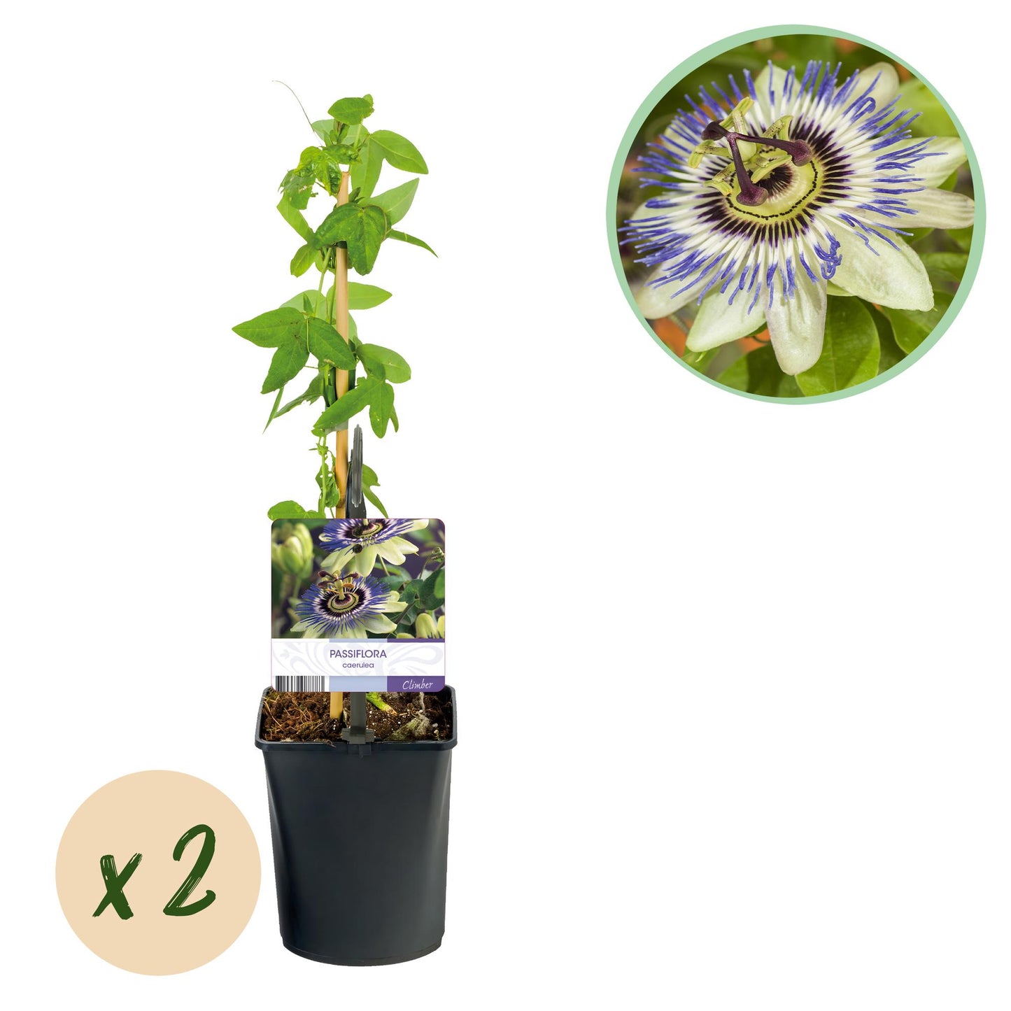 GreenboutiQ - Passionsblume - Passiflora caerulea - Blüte Blau mit Grün Weiß - Wenig Pflege - 2 Pflanzen - Topf 11cm Höhe 40cm