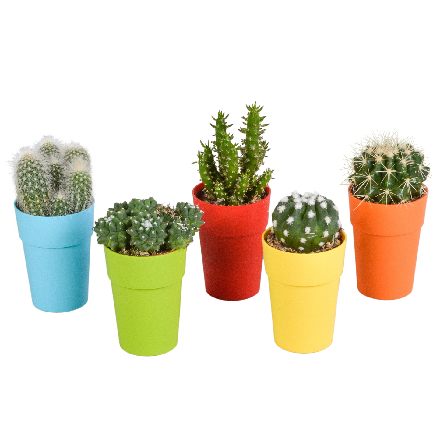 Kakteenmischung 5,5 cm - 5x - in gekleurde plasticpot
