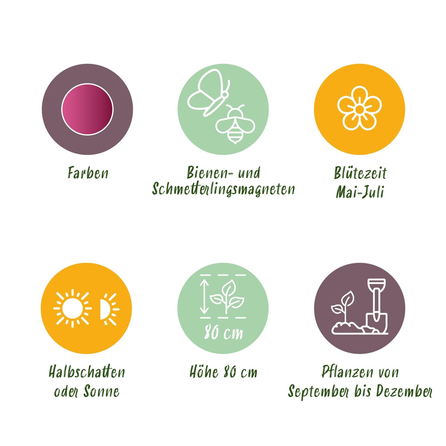 GreenboutiQ - Blumenzwiebeln - Allium Sphaerocephalon - Farbe Lila - 100 Stück - Zwiebelgröße 5/6 - XXL Pack