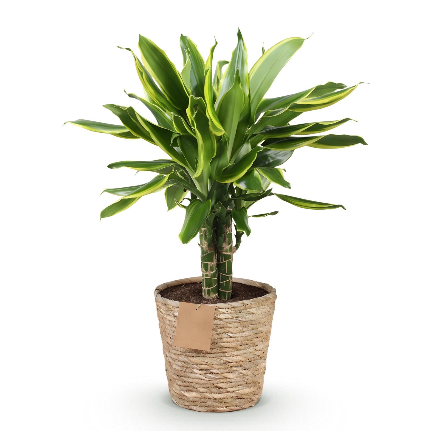Green boutiQ - Zimmerpflanzen - Dracaena fragrans Golden Coast - Drachenbaum - Wenig Pflege - mit Korb - Bunt - 1 Pflanze - Topf 17cm - Höhe 50-55cm