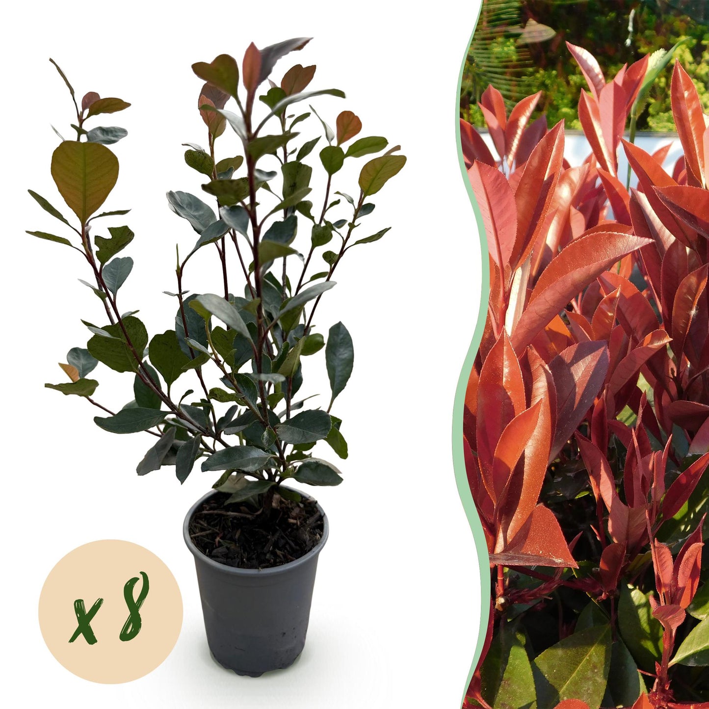 GreenboutiQ - Heckenpflanzen - Photinia Little Red Robin - Blatt Rot - 8 Pflanzen - 1 Laufmeter - Immergrün - Topf 9cm Höhe 30-35cm