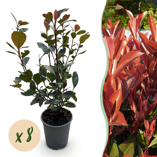 GreenboutiQ - Heckenpflanzen - Photinia Little Red Robin - Blatt Rot - 8 Pflanzen - 1 Laufmeter - Immergrün - Topf 9cm Höhe 30-35cm