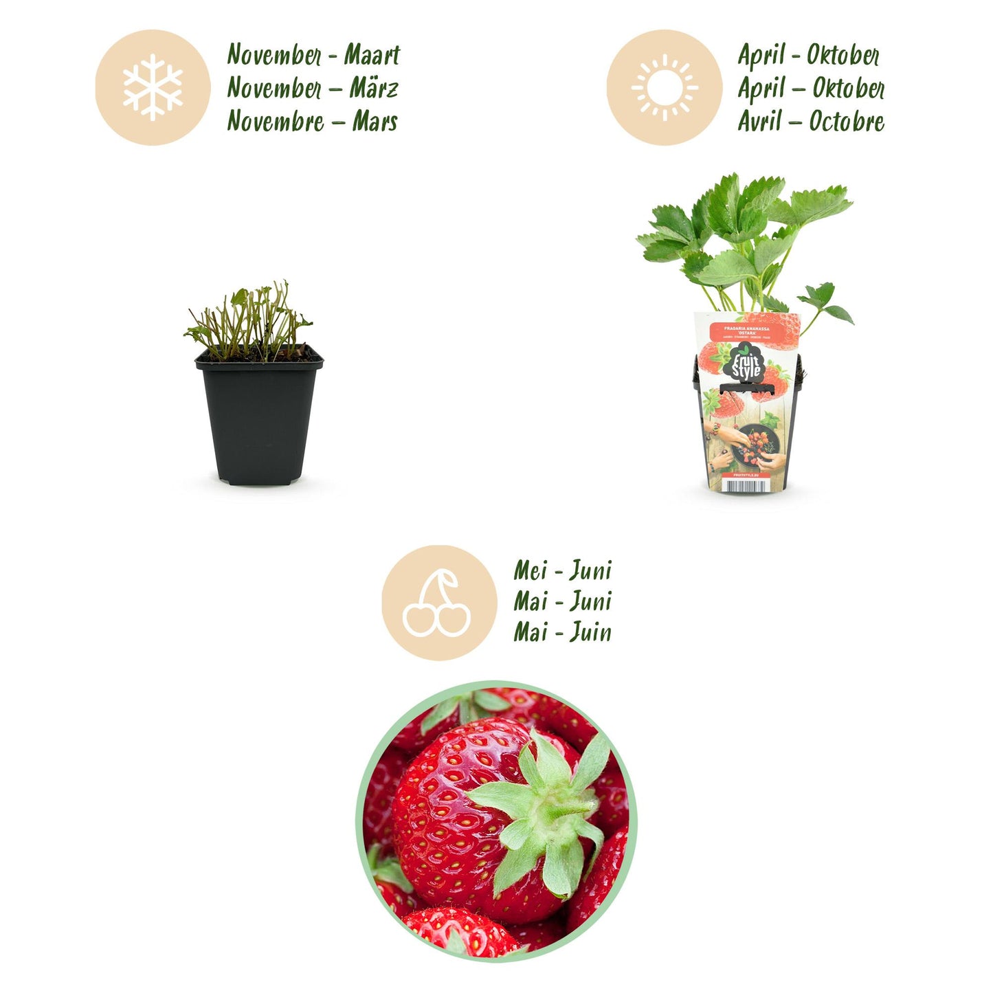 GreenboutiQ - Obstpflanzen - Erdbeere - Fragaria Elvira - Winterhart - 6 Pflanzen - Topf 9 cm - Rote Erdbeere