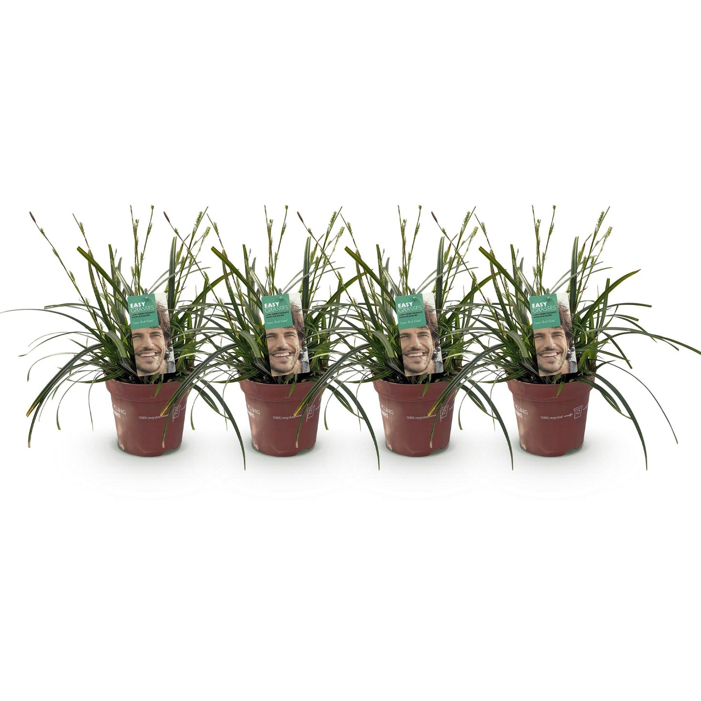 GreenboutiQ - Ziergräser - Carex oshimensis Intense Green - Grün - 4 Pflanzen - Immergrün - Wenig Pflege - Topf 17cm Höhe 50cm