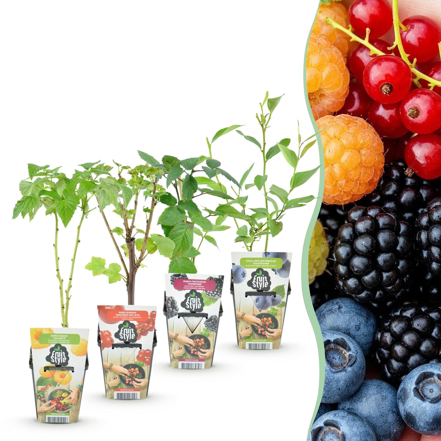 GreenboutiQ - Obstpflanzen - Regenbogen - Rote Johannisbeere - Gelbe Himbeere - Schwarze Brombeere - Blaubeere - Winterhart - 4 Pflanzen - Topf 9cm