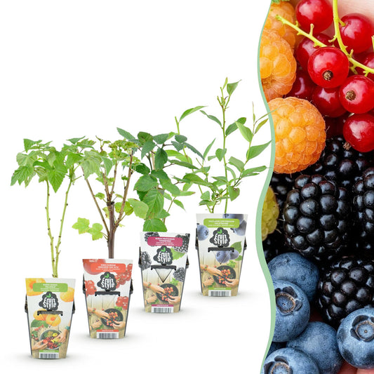 GreenboutiQ - Obstpflanzen - Regenbogen - Rote Johannisbeere - Gelbe Himbeere - Schwarze Brombeere - Blaubeere - Winterhart - 4 Pflanzen - Topf 9cm