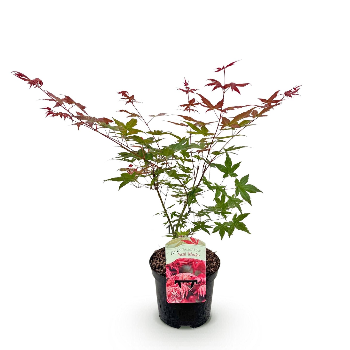 GreenboutiQ - Balkonpflanze - Japanischer Ahorn - Acer palmatum Beni Maiko - Rot - 1 Pflanze - Laubabwerfend - Topf 19cm Höhe 70cm