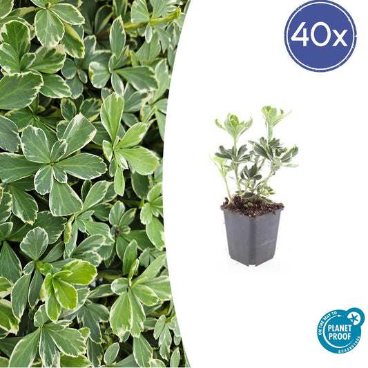 40x Pachysandra term. 'Variegata' - ↕10-25cm - Ø9cm