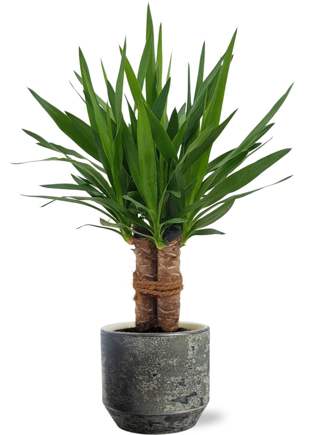 Yucca "Tres Cañas" - Ø19cm - ↕70cm + Lars Pot D20x18cm - Grau