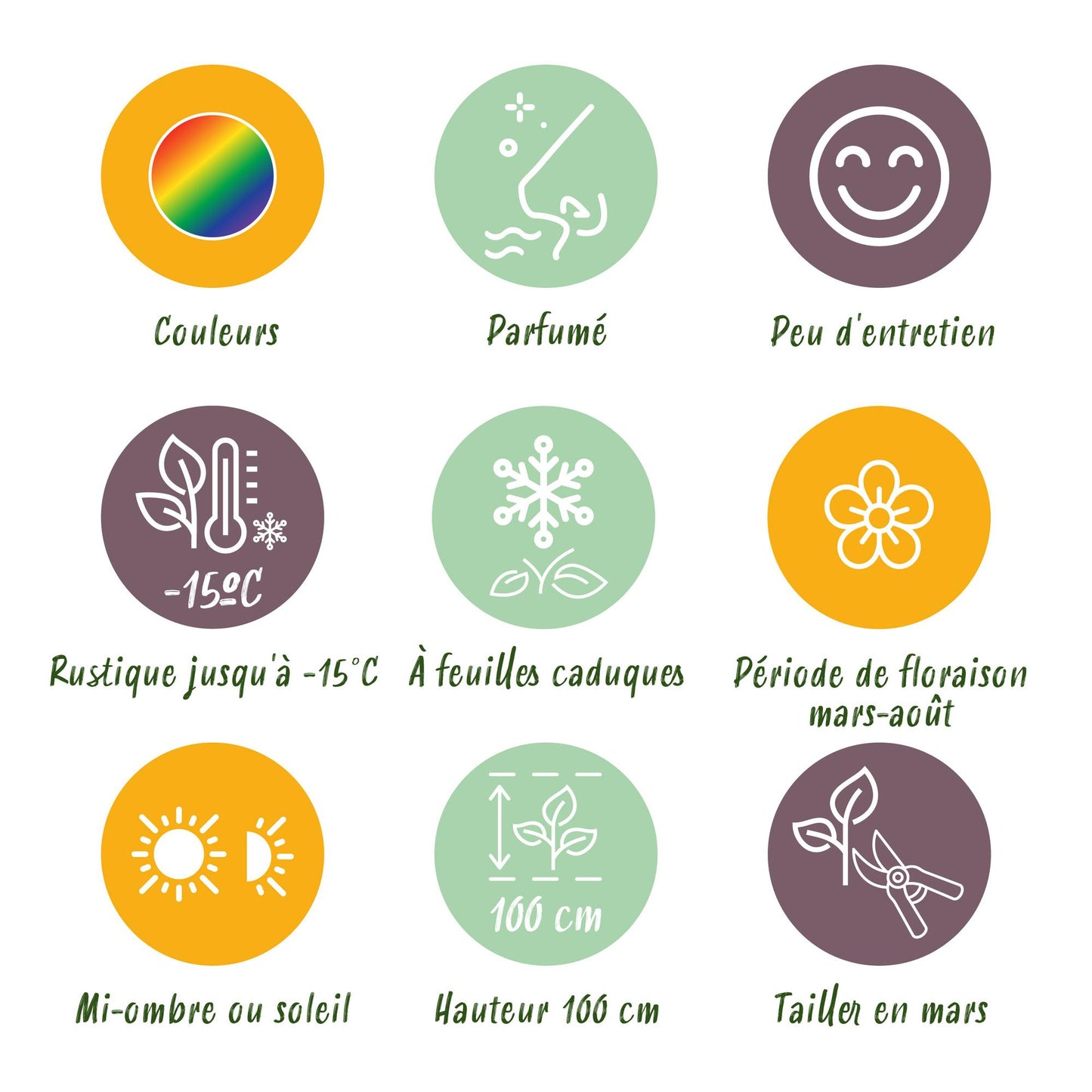 GreenboutiQ - Staudenpaket - Duftend - 8 Stauden - Für 1 m2 - Verschiedene Farben - Wenig Pflege - Topf 11cm