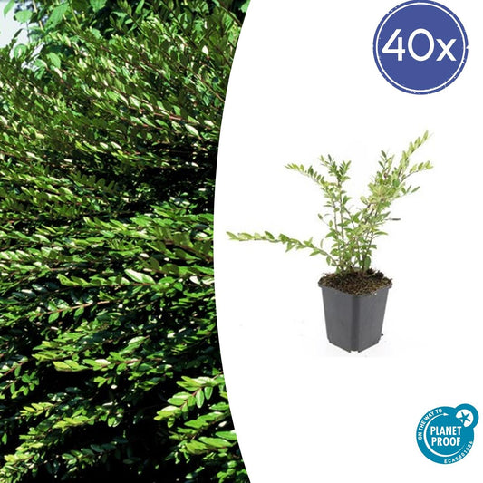 40x Lonicera pileata 'Purple Pearl' - ↕10-25cm - Ø9cm