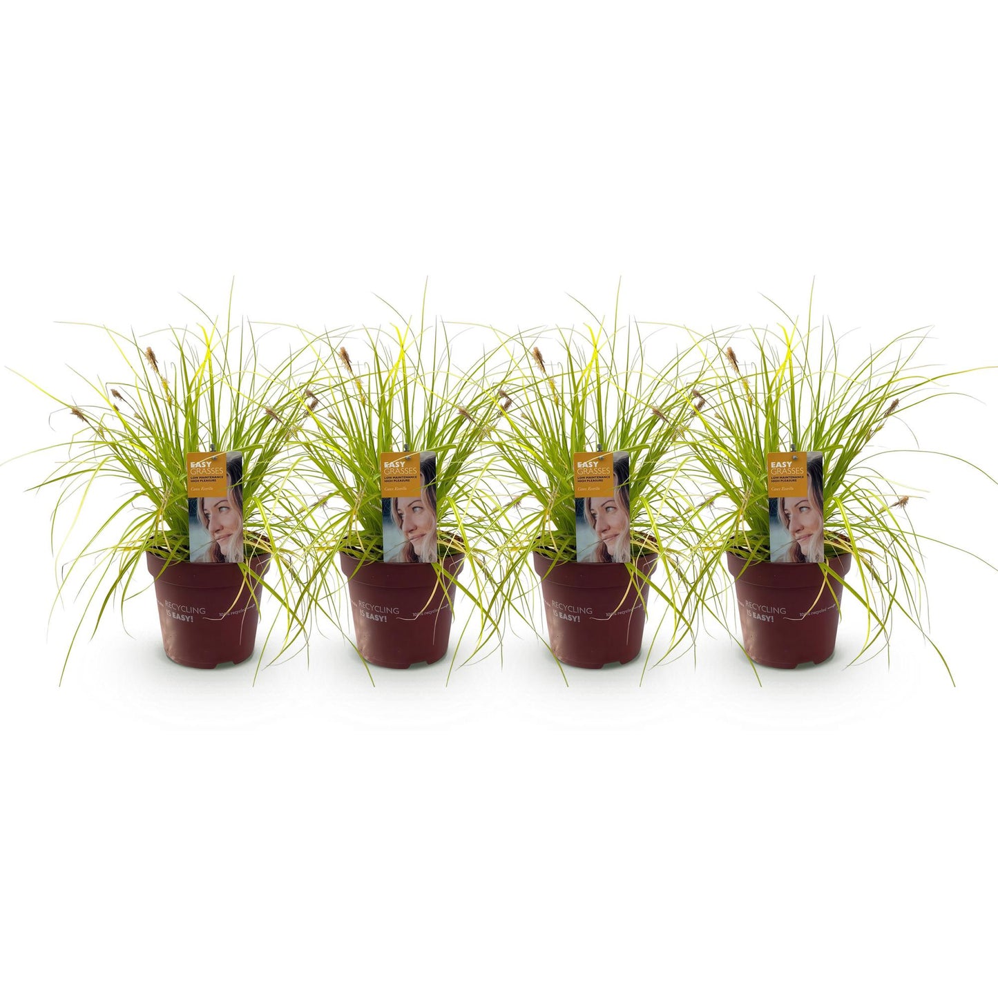 GreenboutiQ - Ziergräser - Carex oshimensis Everillo - Gelb - 4 Pflanzen - Immergrün - Wenig Pflege - Topf 17cm Höhe 50cm