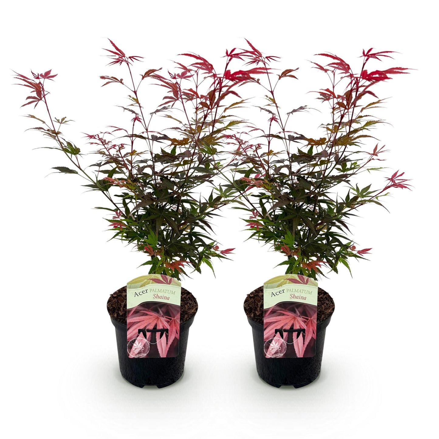 GreenboutiQ - Balkonpflanze - Japanischer Ahorn - Acer palmatum Shaina - Rot - 2 Pflanzen - Laubabwerfend - Topf 19cm Höhe 70cm