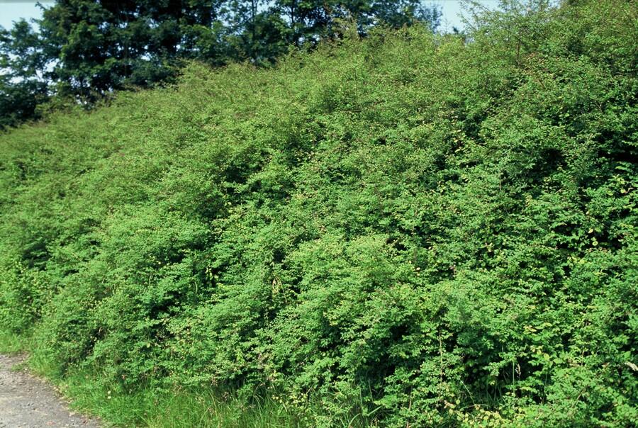 40x Symphoricarpos ch. 'Hancock' - ↕10-25cm - Ø9cm