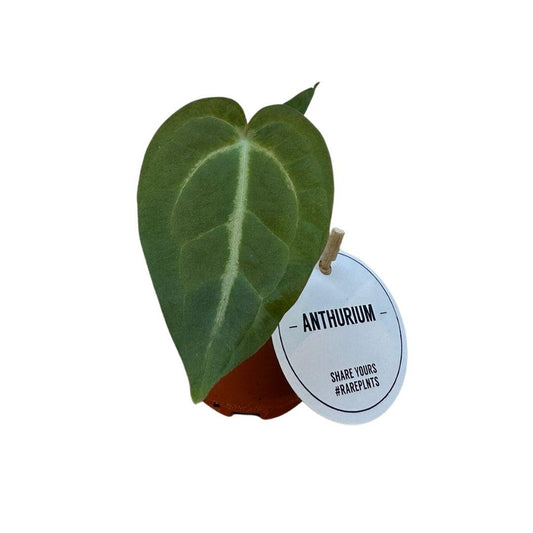 Anthurium Magnificum - Ø6cm - ↕20cm