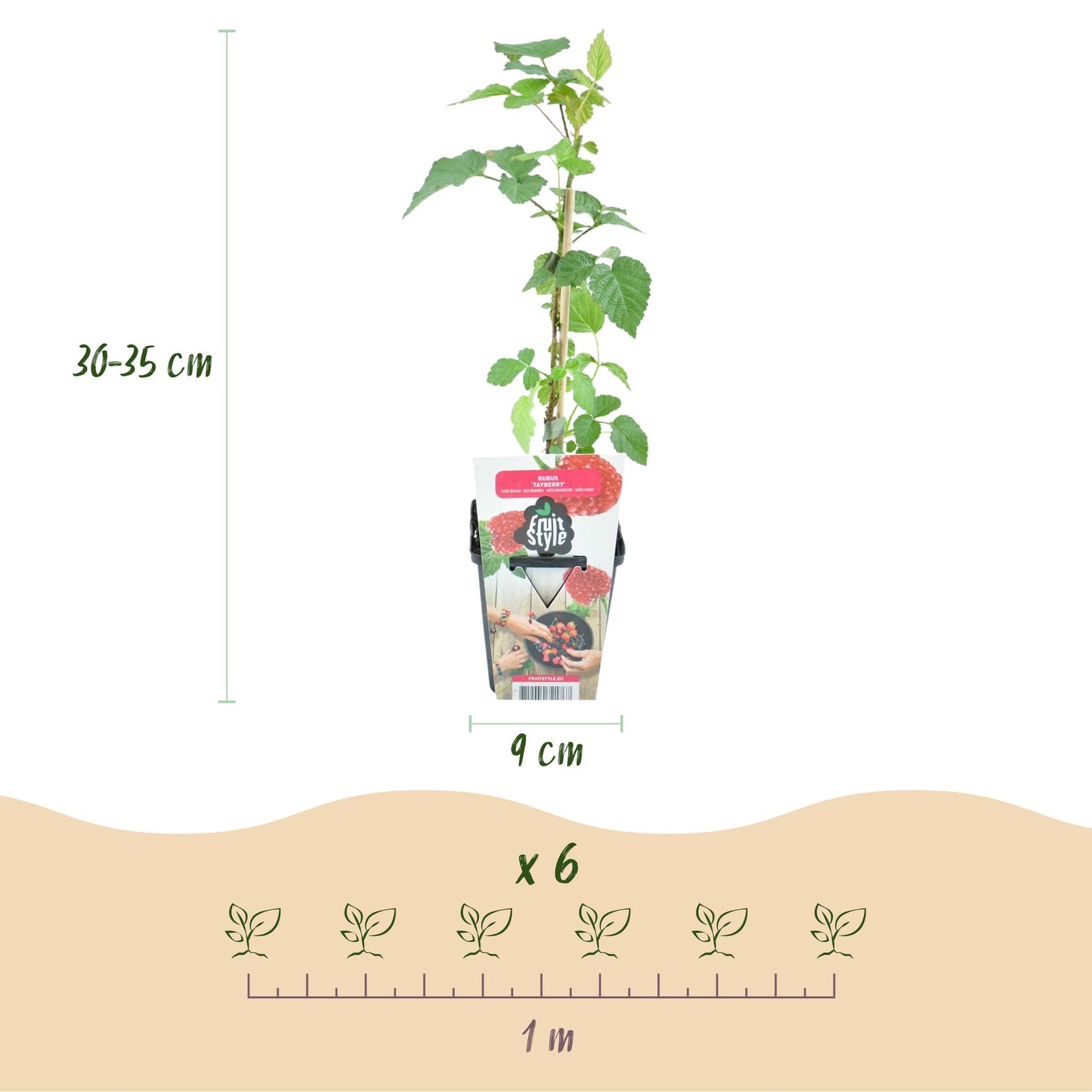 GreenboutiQ - Obstpflanzen - Taybes - Rubus Tayberry - Winterhart - 6 Pflanzen - Topf 9 cm - Rote Johannisbeere