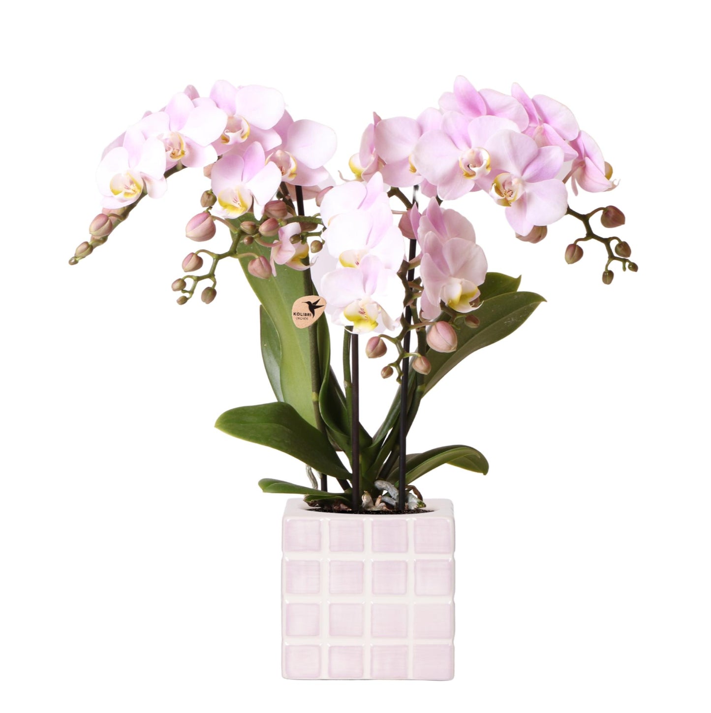 Kolibri Orchids | Rosa Phalaenopsis Orchidee Portugal + Mosa Ziertopf Rosa - Topfgröße Ø9cm | Blühende Zimmerpflanze - Frisch vom Züchter