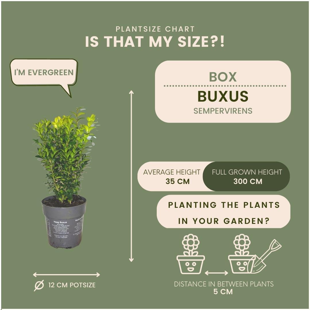 Plants by Frank - 1 meter Buxus Sempervirens haag - Buxus Sempervirens - Set van 6 winterharde haagplanten - Bladhoudende haag - Vers van de kwekerij geleverd