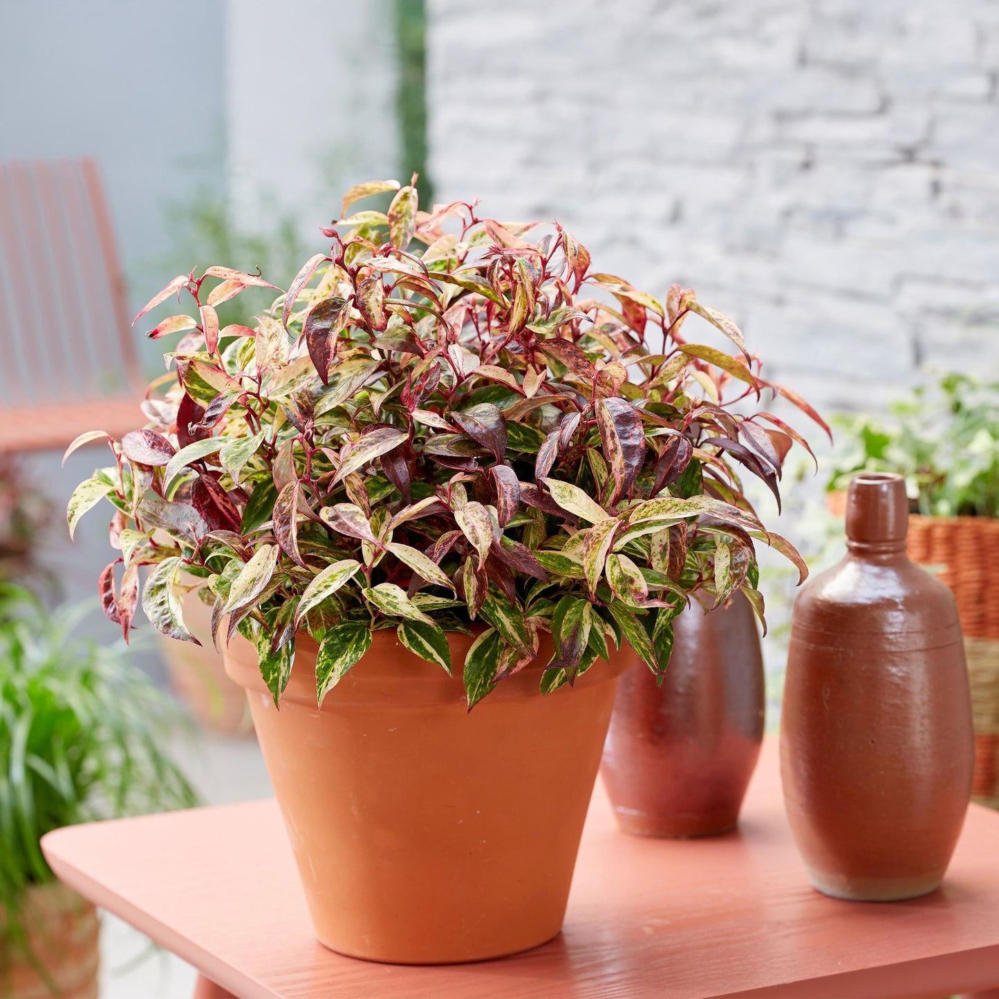 GreenboutiQ - Gartenpflanze - Leucothoe Makijaz - Braun - 2 Pflanzen - Immergrün - Wenig Pflege - Topf 17cm Höhe 45cm