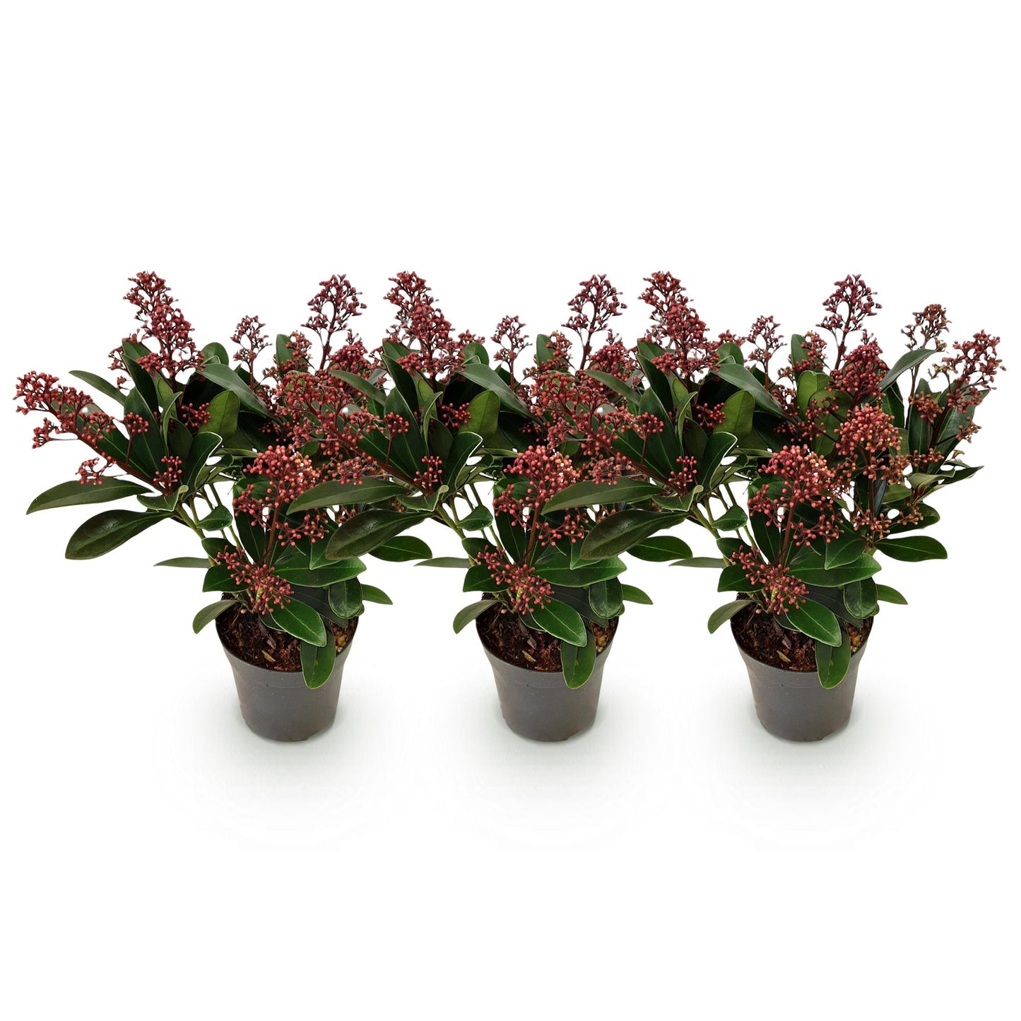 GreenboutiQ - Terrassenpflanze - Skimmia japonica Rubella - Blüte Rot - 10+ Blüten - 3 Pflanzen - Winterhart - Topf 10,5cm Höhe 25cm