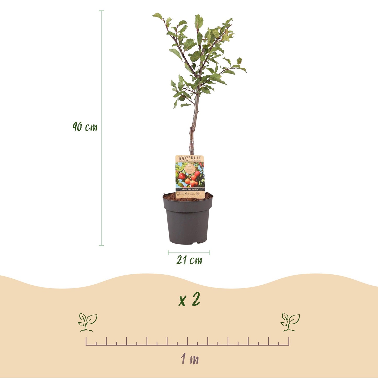 GreenboutiQ - Obstpflanze - Pflaumenbaum - Prunus domestica Victoria - Rote Pflaume - Topf 21cm Höhe 90cm