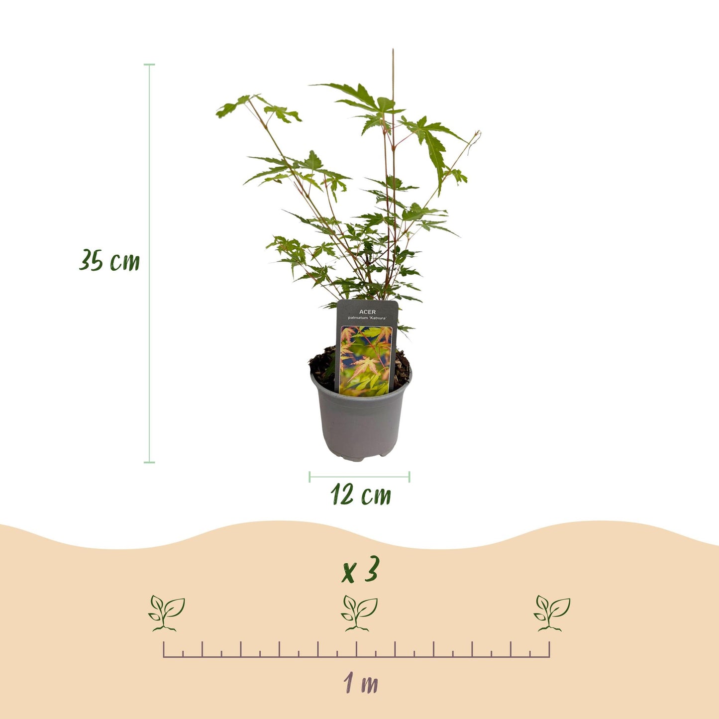 GreenboutiQ - Gartenpflanze - Acer palmatum Sangokaku - Grün - 3 Pflanzen - Blattabwerfend - Wenig Pflege - Topf 12cm Höhe 35cm
