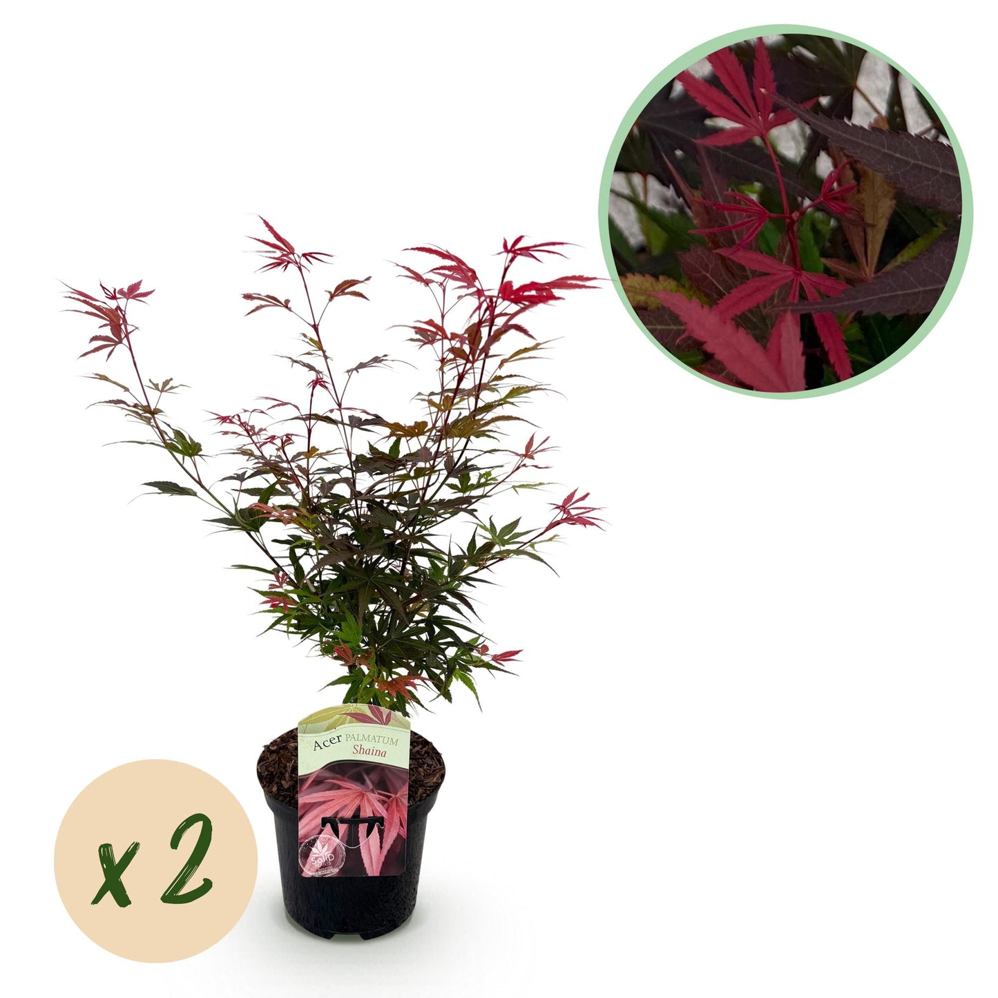 GreenboutiQ - Balkonpflanze - Japanischer Ahorn - Acer palmatum Shaina - Rot - 2 Pflanzen - Laubabwerfend - Topf 19cm Höhe 70cm