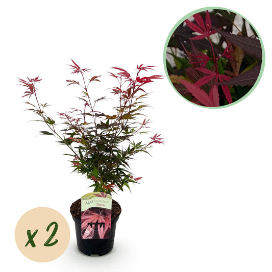 GreenboutiQ - Balkonpflanze - Japanischer Ahorn - Acer palmatum Shaina - Rot - 2 Pflanzen - Laubabwerfend - Topf 19cm Höhe 70cm