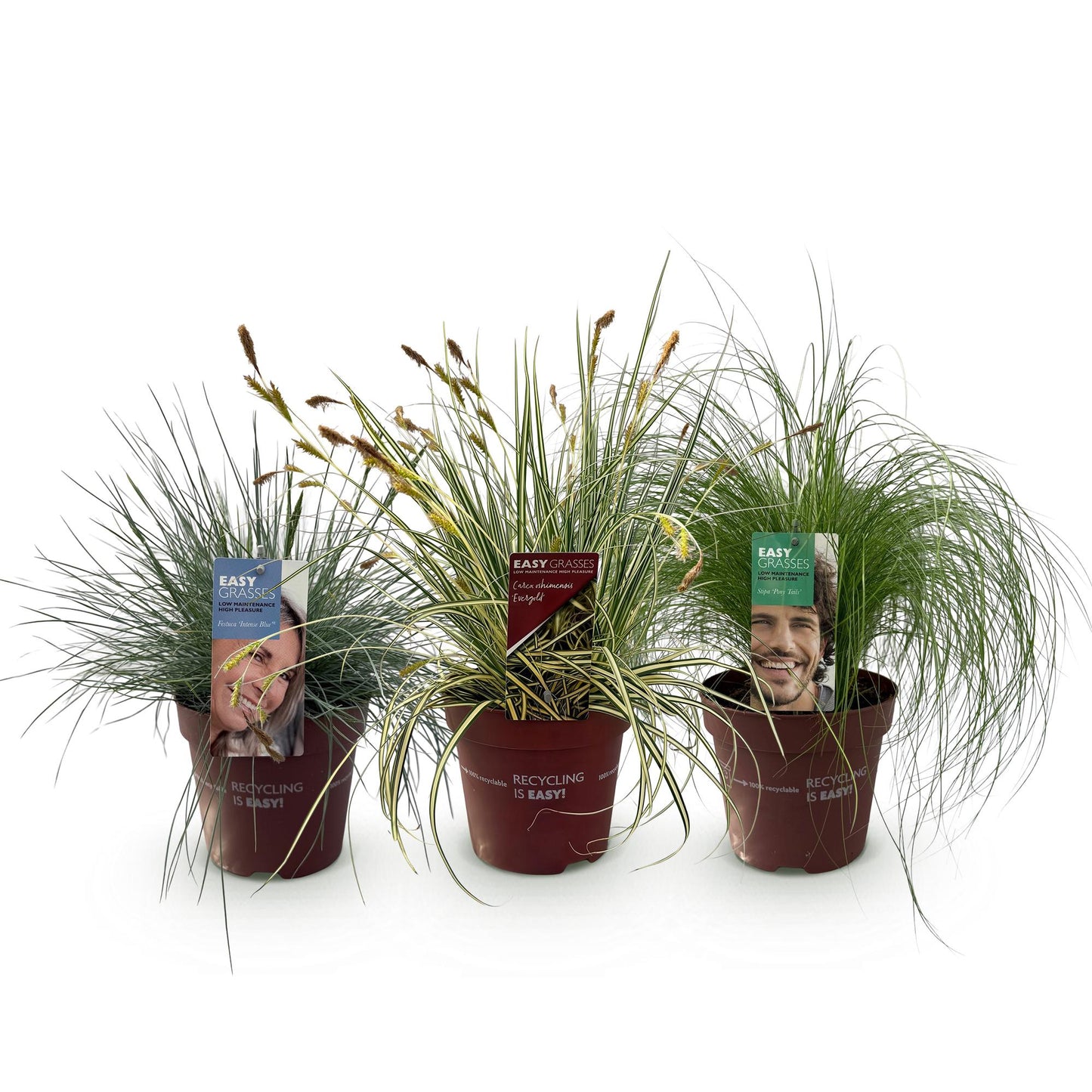GreenboutiQ - Ziergräser - 3 Pflanzen - Blau - Gelb - Grün - Immergrün - Winterhart - Topf 17cm Höhe 50cm