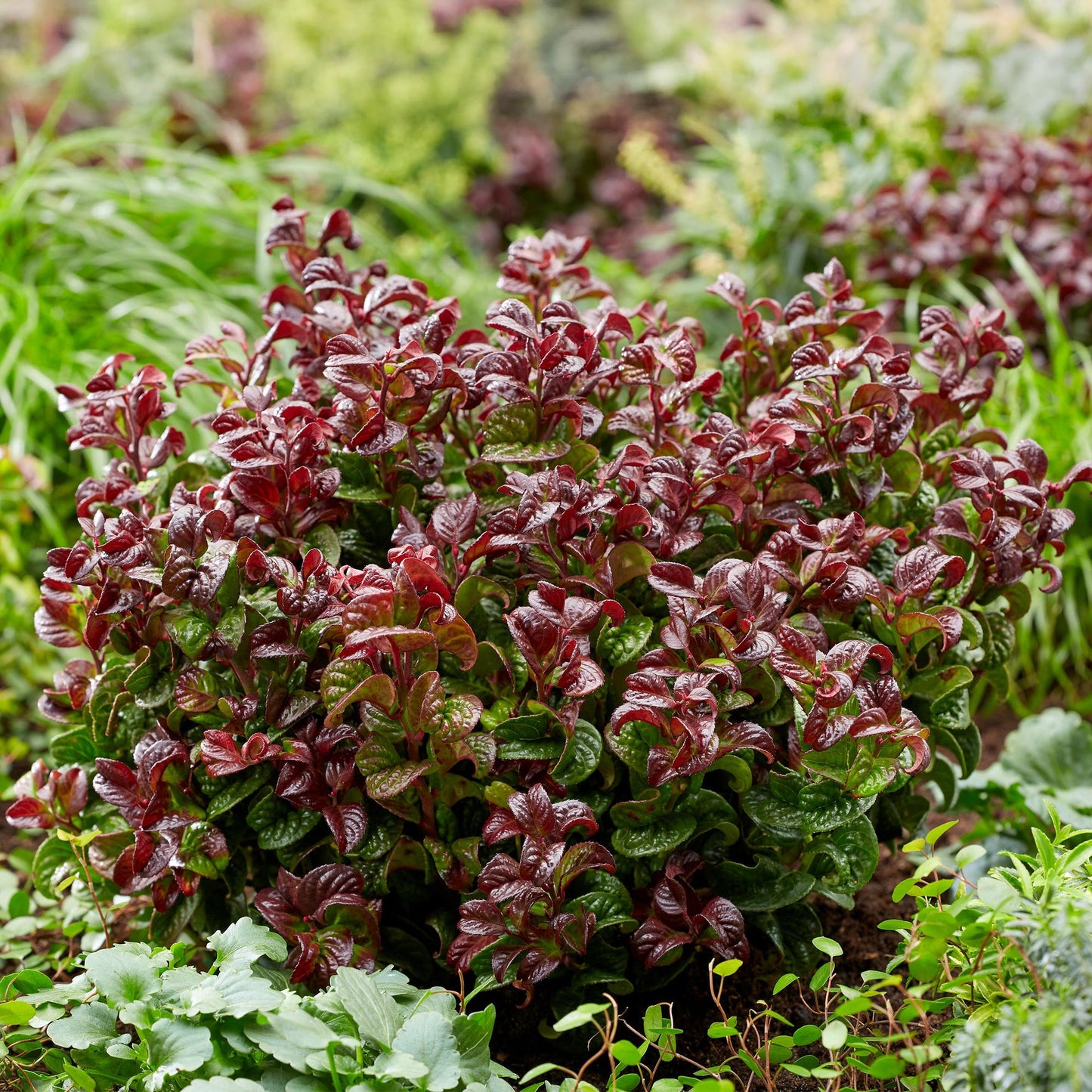 GreenboutiQ - Gartenpflanze - Leucothoe Curly Red - Rot - 2 Pflanzen - Immergrün - Wenig Pflege - Topf 17cm Höhe 40cm