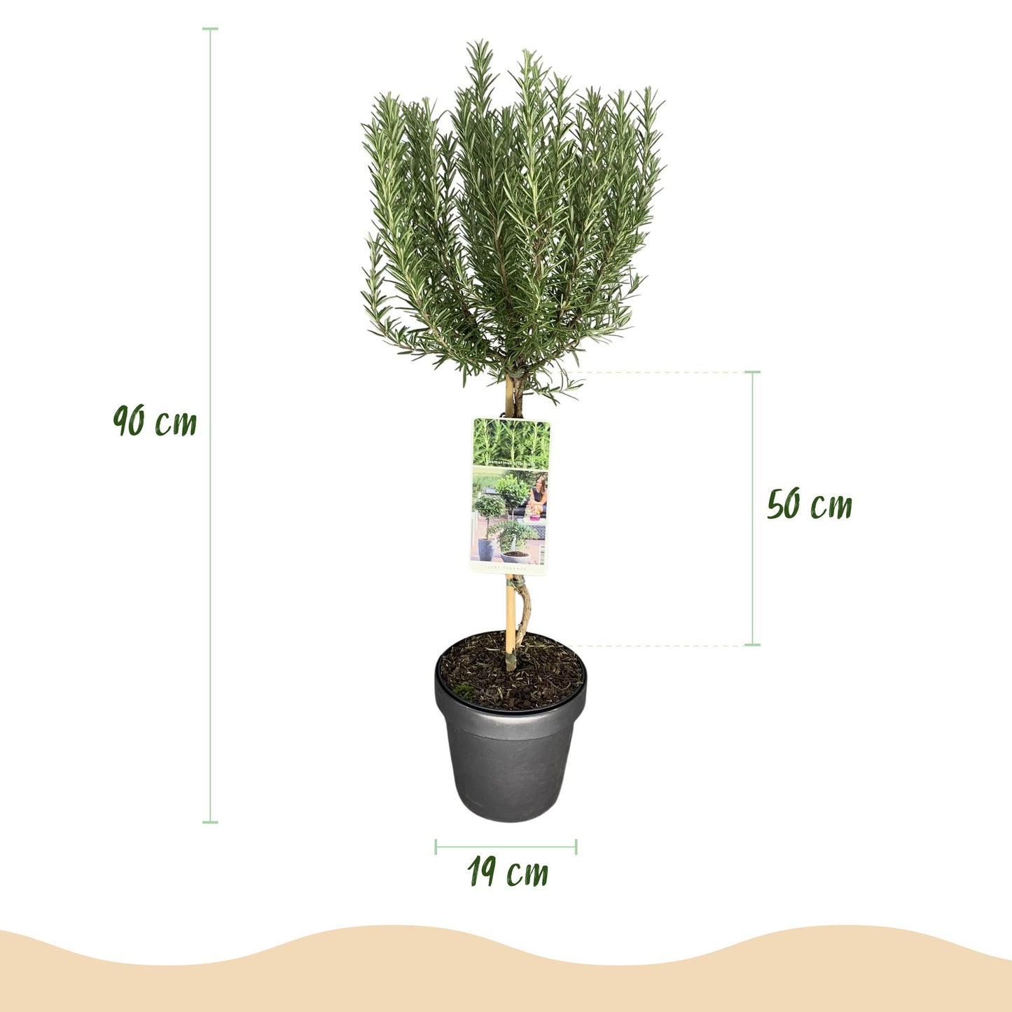 GreenboutiQ - Stamm Pflanze - Rosmarinus officinalis - Terrassen Pflanze - Immergrün - Winterhart - Lila Blüte - Topf 19cm Höhe 90cm