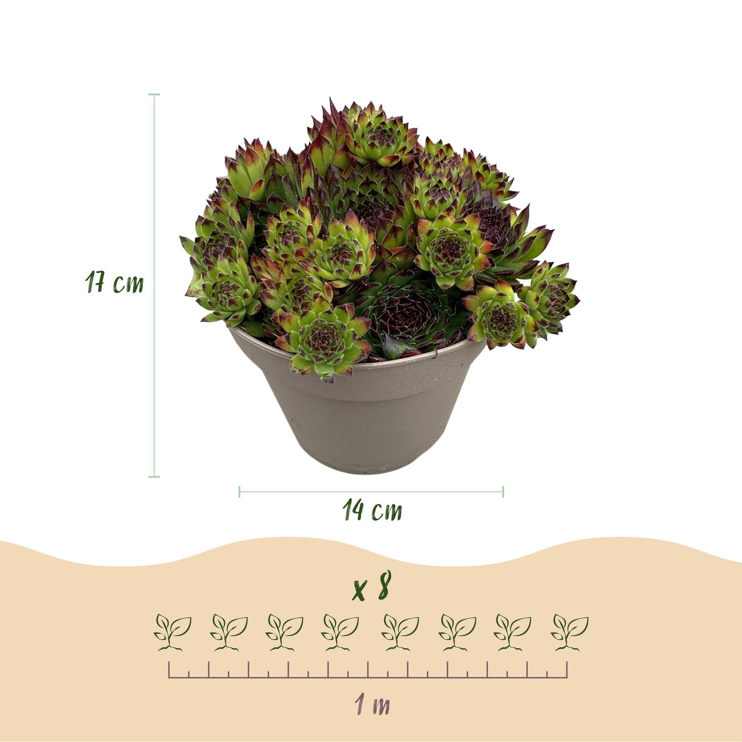 GreenboutiQ - Bodendecker - Winterhart - Sempervivum Big Sam - 8 Pflanzen - Verschiedene Farben - Wenig Pflege - Topf 14cm Höhe 17cm