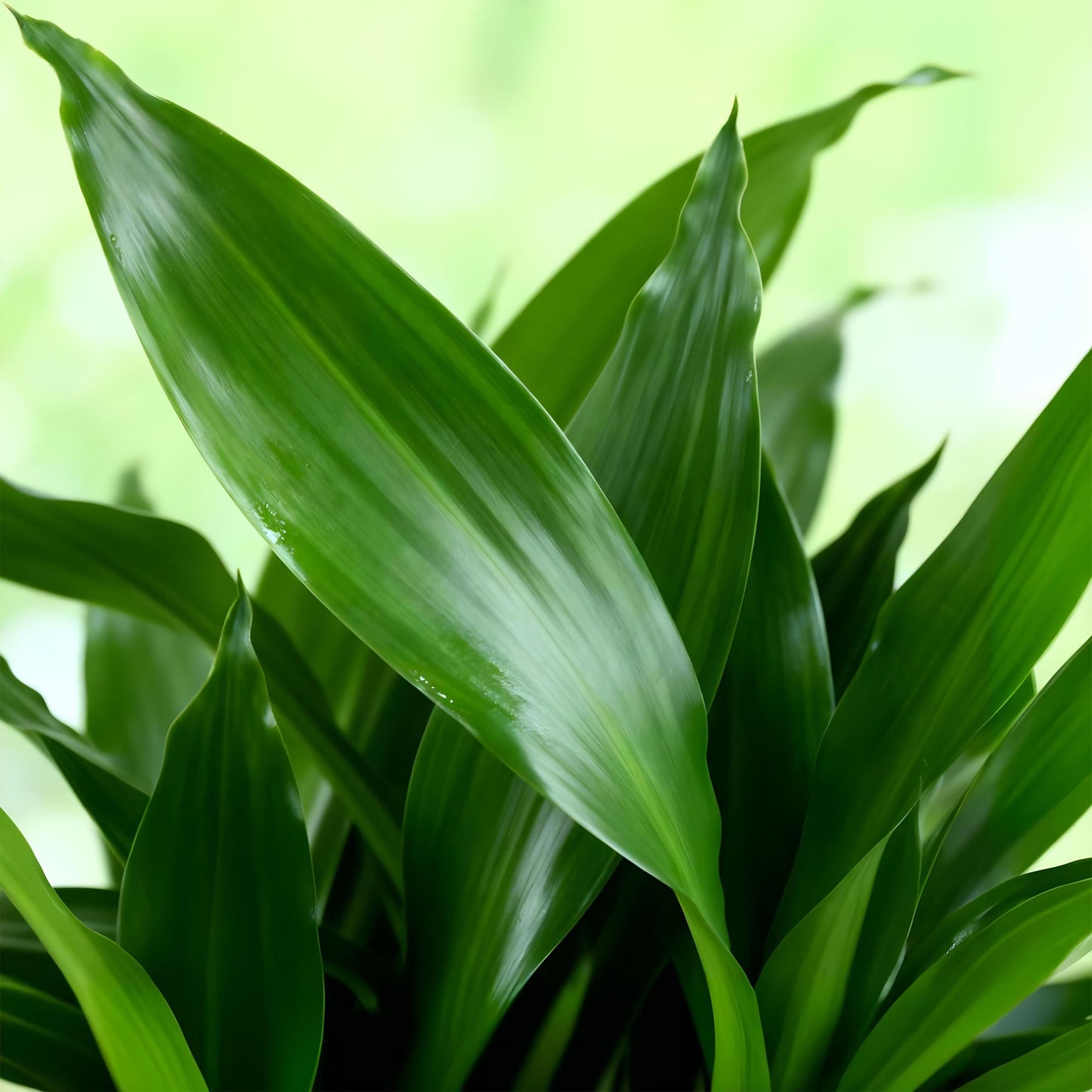 Green boutiQ - Zimmerpflanzen - Dracaena fragrans Steudneri - Drachenblutbaum - Wenig Pflege - mit Korb - Grün - 1 Pflanze - Topf 17cm - Höhe 50-55cm