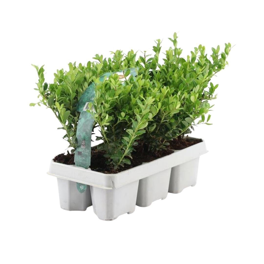 2 x 6 pack Ilex crenata 'Jenny' - Ø7 cm - ↕15 cm