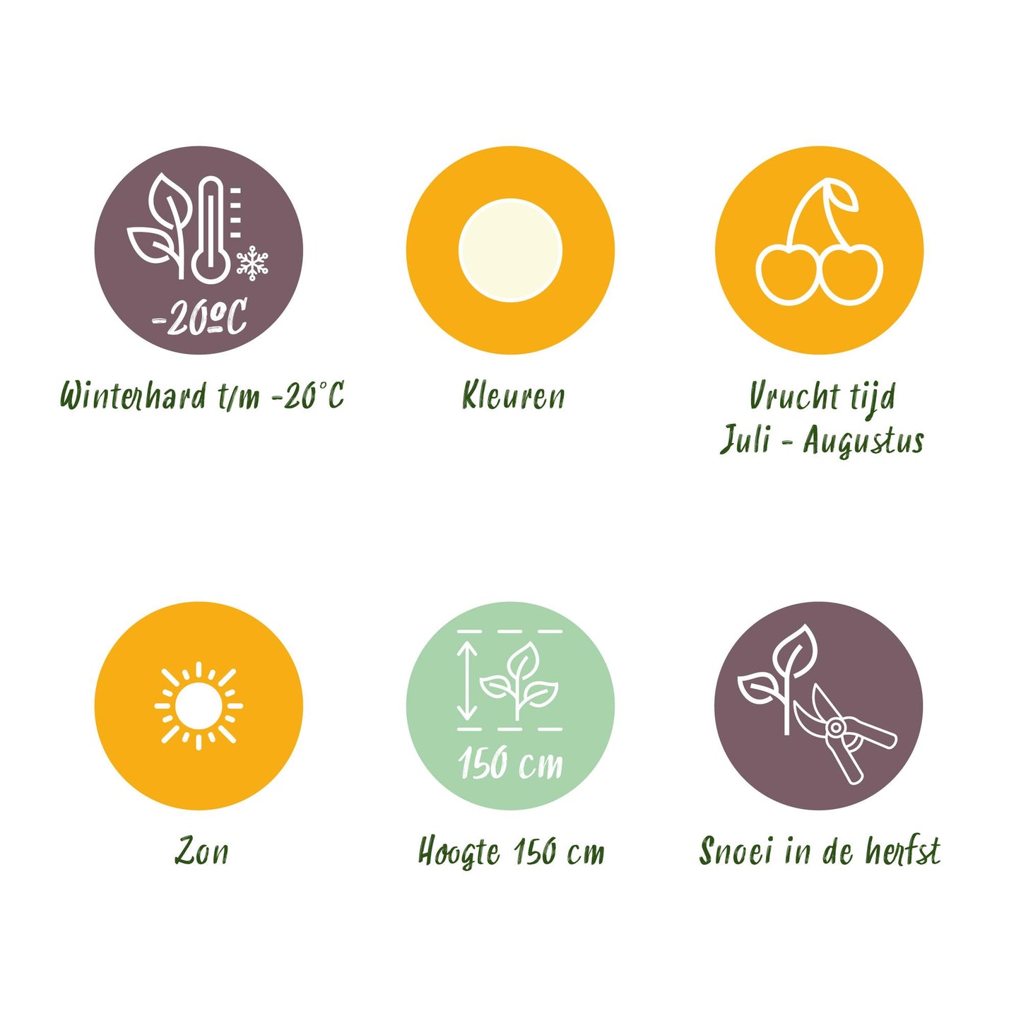 GreenboutiQ - Obstpflanzen - Witte Bes - Ribes rubrum Witte Hollander - Winterhart - 3 Pflanzen - Topf 9 cm - Witte Bes