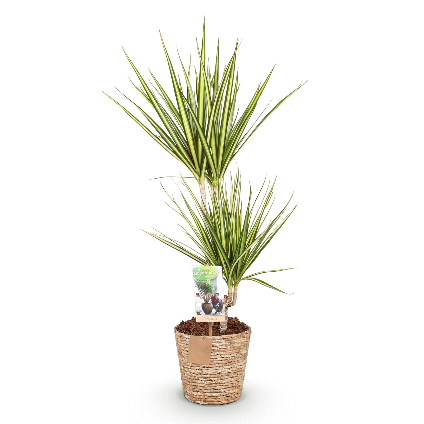 Green boutiQ - Zimmerpflanzen - Dracaena Sunray - Drachenbaum - Wenig Pflege - mit Korb - Grün - Gelb - 1 Pflanze - Topf 17cm - Höhe 70-75cm