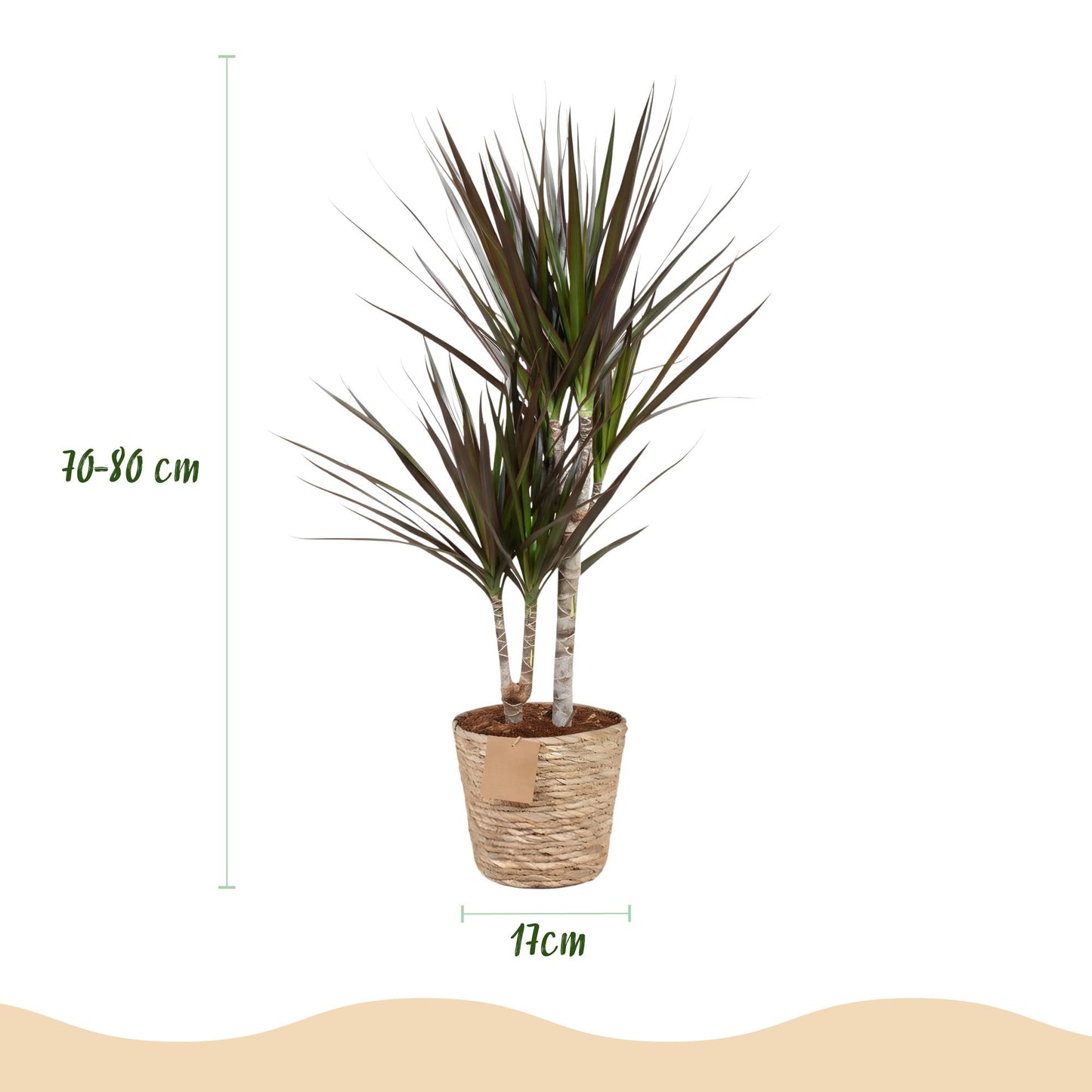 Green boutiQ - Zimmerpflanzen - Dracaena Magenta - Drachenbaum - Wenig Pflege - mit Korb - Rot - 1 Pflanze - Topf 17cm - Höhe 70-80cm