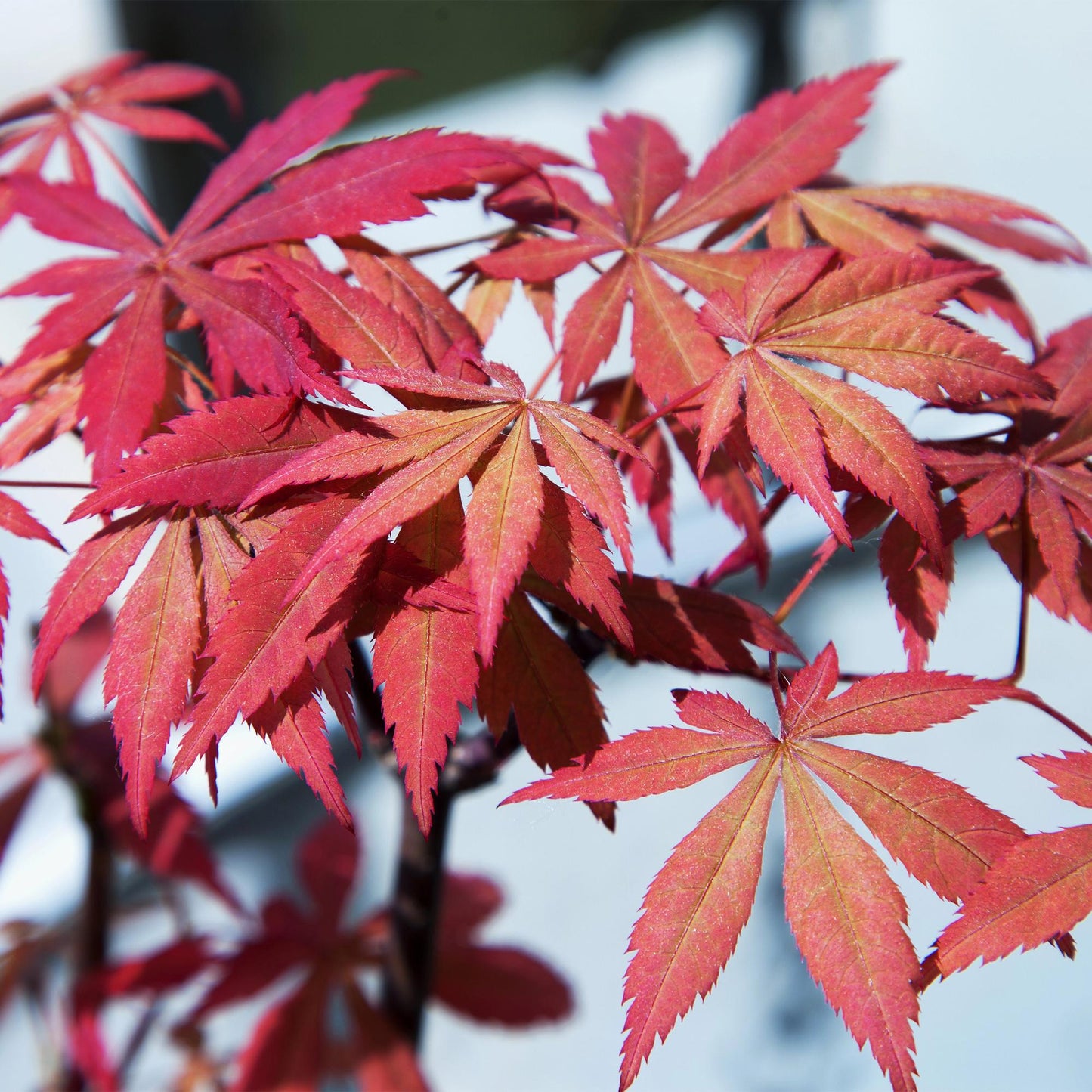 GreenboutiQ - Balkonpflanze - Japanischer Ahorn - Acer palmatum Sumi-nagashi - Rot - 2 Pflanzen - Laubabwerfend - Topf 19cm Höhe 70cm