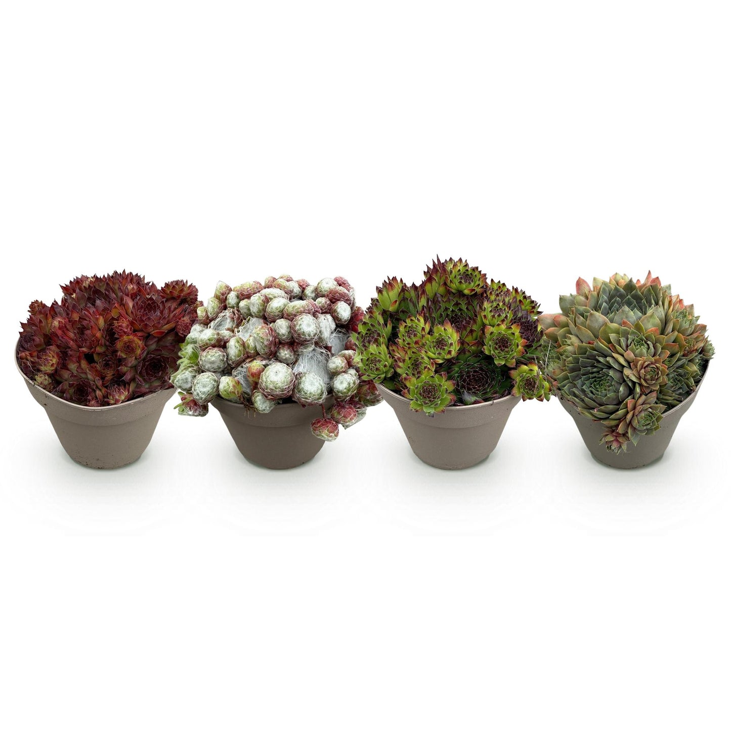 GreenboutiQ - Bodendecker - Winterhart - Sempervivum Big Sam - 4 Pflanzen - Verschiedene Farben - Wenig Pflege - Topf 14cm Höhe 17cm
