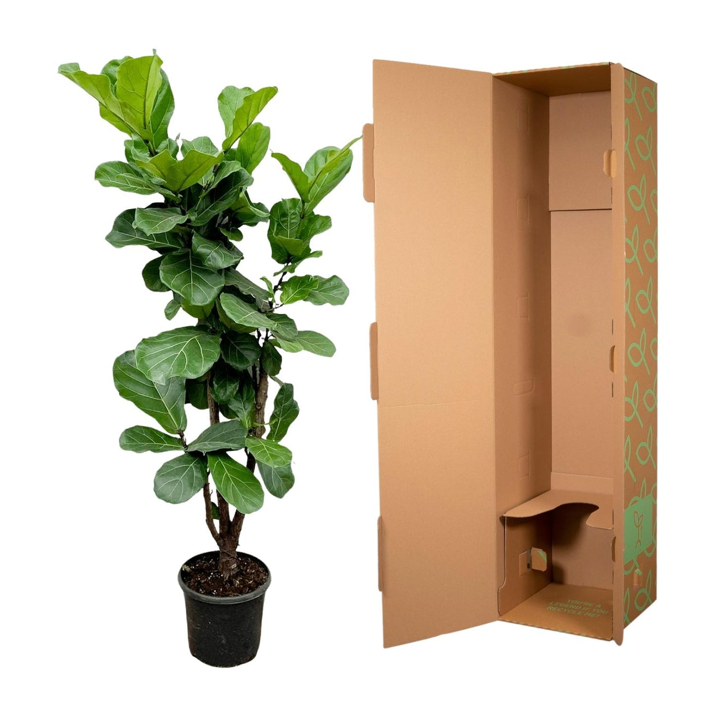 Ficus Lyrata vertakt - 170cm - ⌀32
