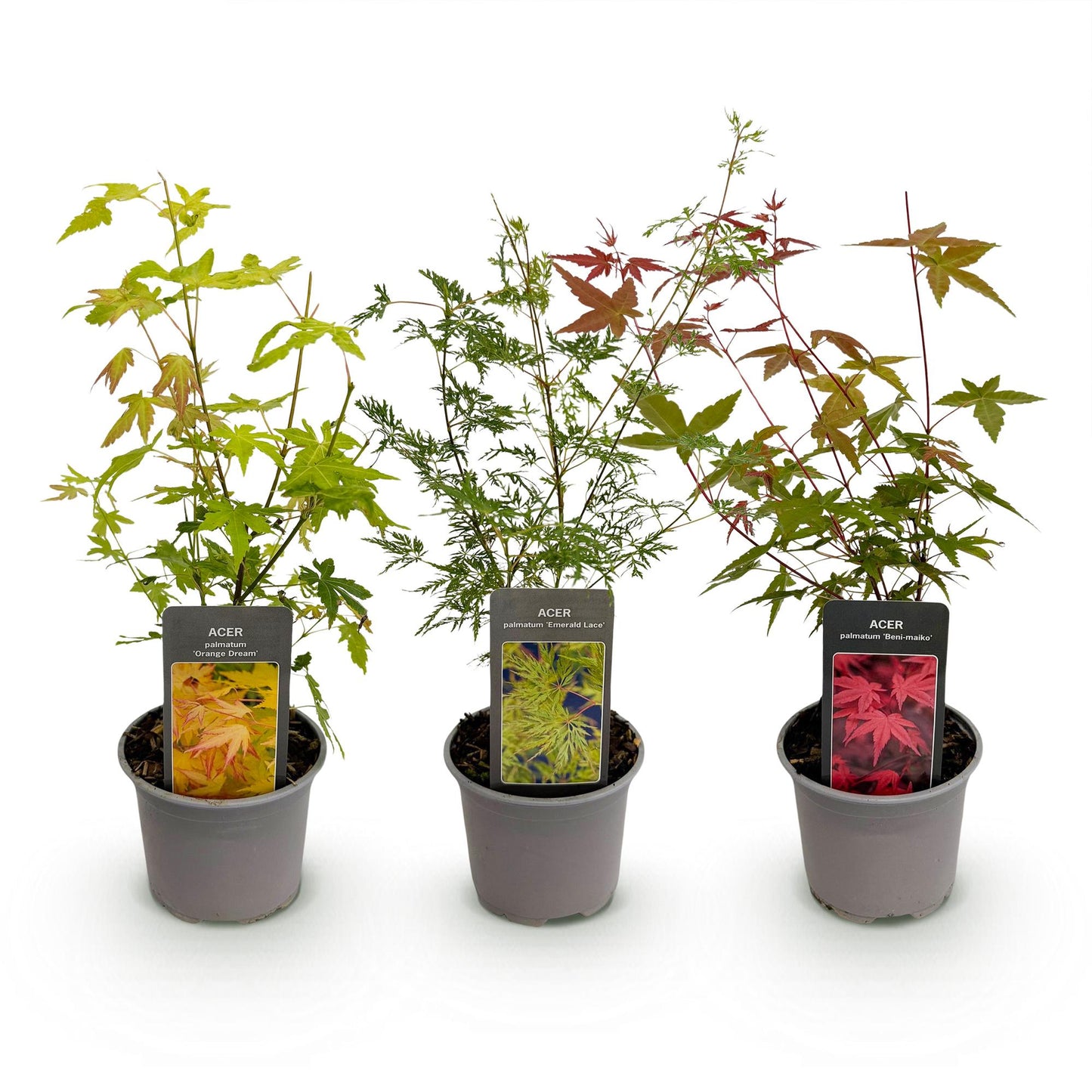 GreenboutiQ - Gartenpflanze - Acer palmatum Tricolour - Rot-Grün-Orange - 3 Pflanzen - Laubabwerfend - Wenig Pflege - Topf 12cm Höhe 35cm