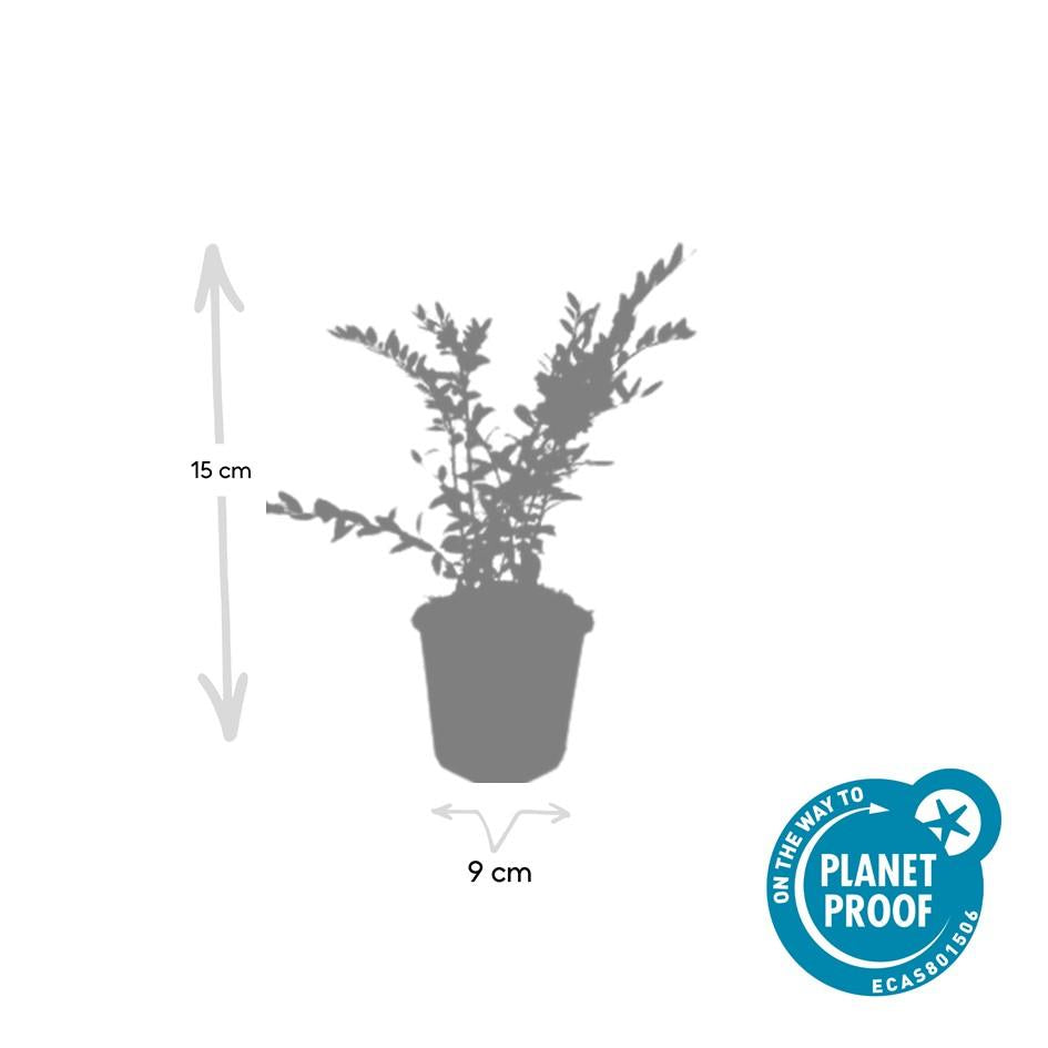 20x Lonicera pileata 'Purple Pearl' - ↕10-25cm - Ø9cm